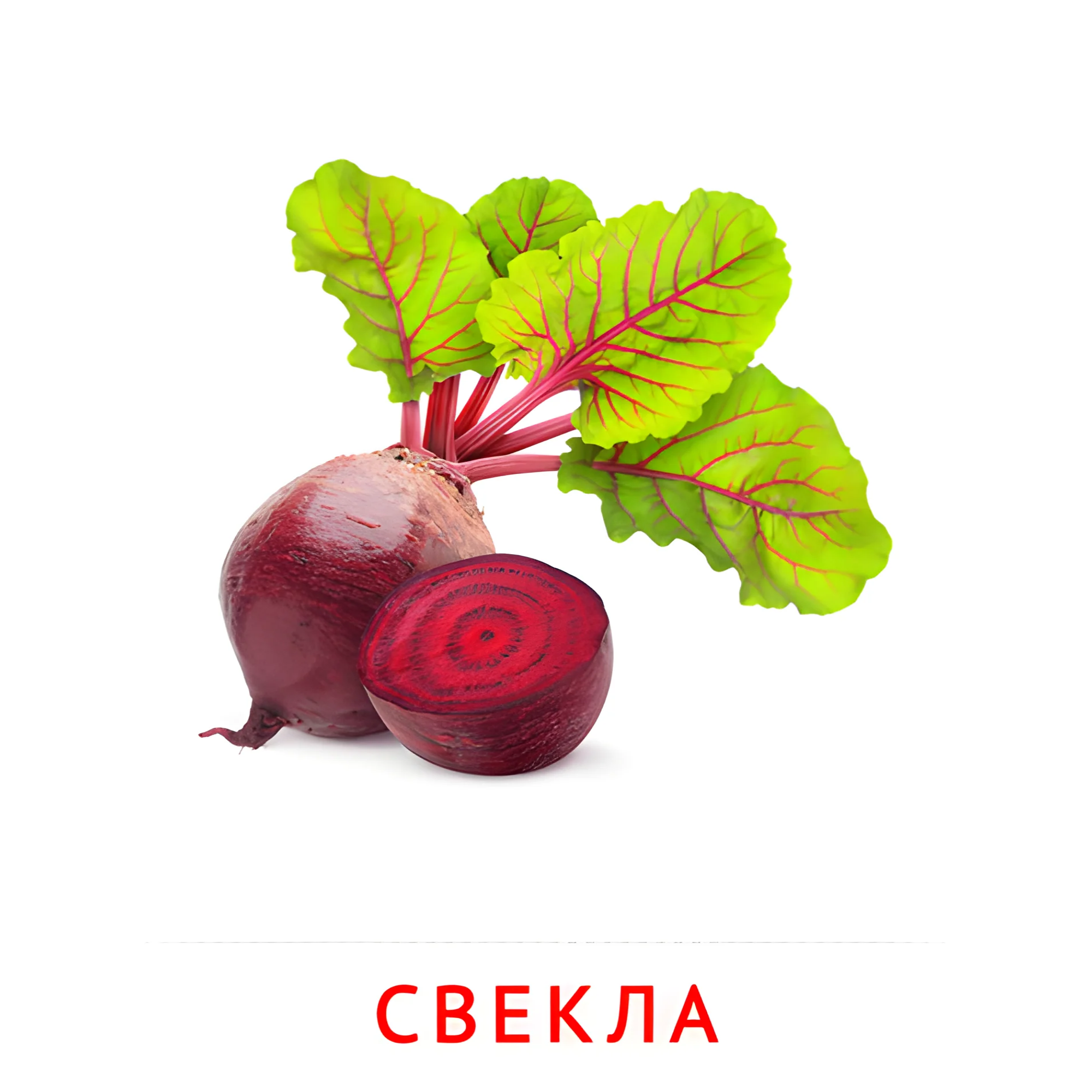 Свекла №2304. Карточки Домана на русском языке. Овощи и травы.