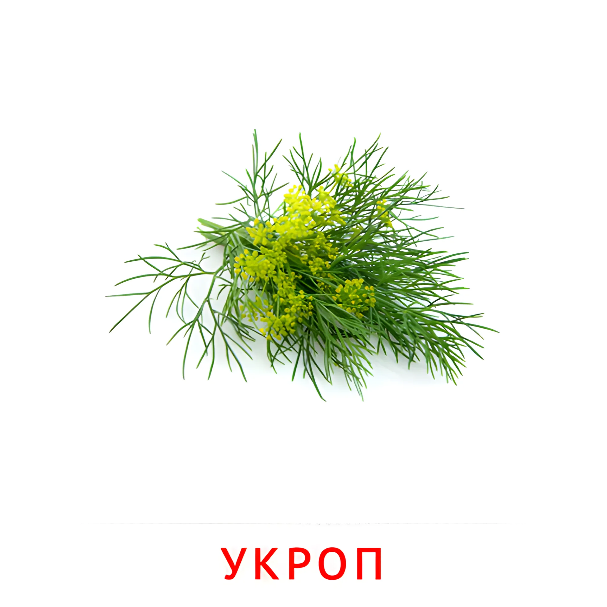 Укроп №2322. Карточки Домана на русском языке. Овощи и травы.