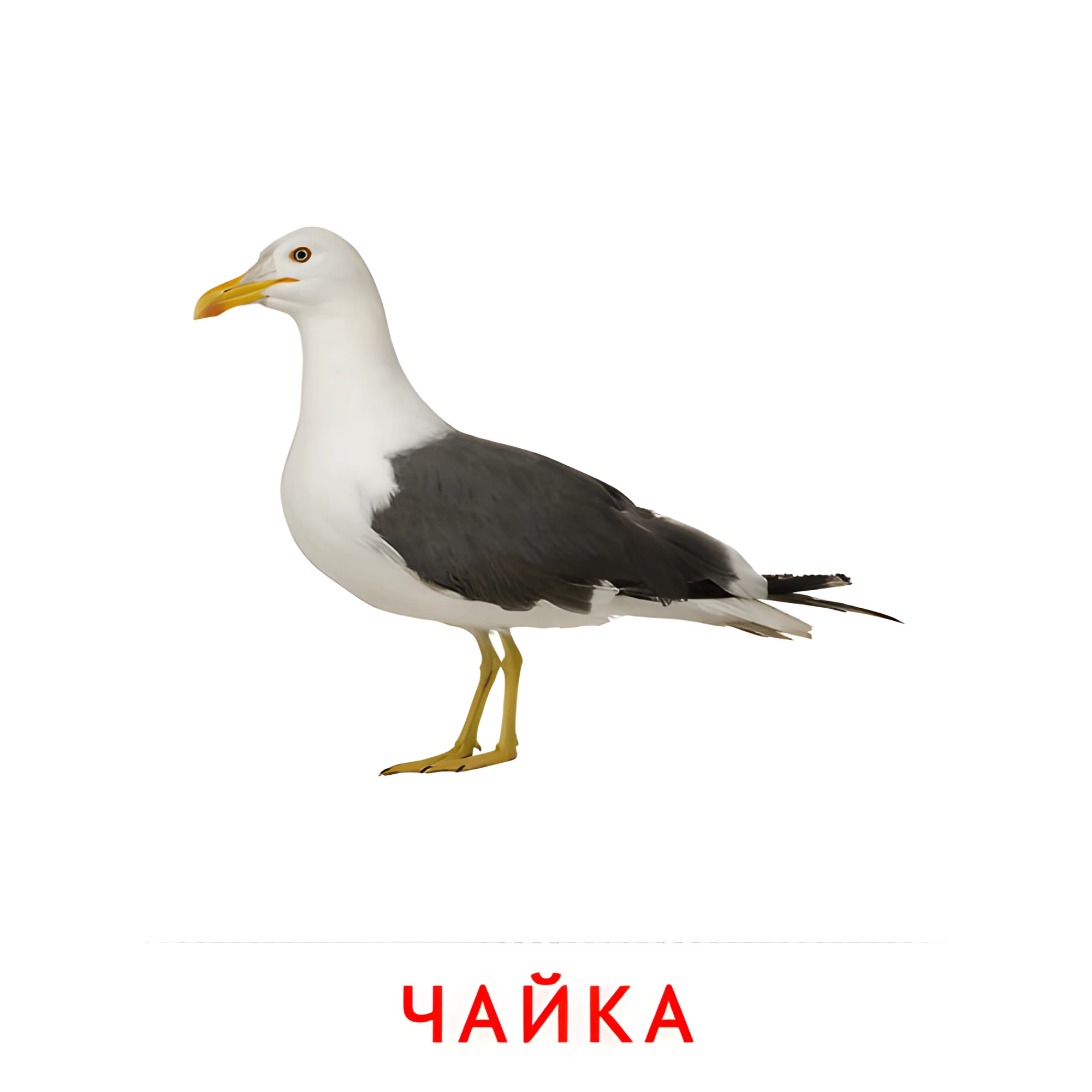 Чайка №2042. Карточки Домана на русском языке. Птицы.