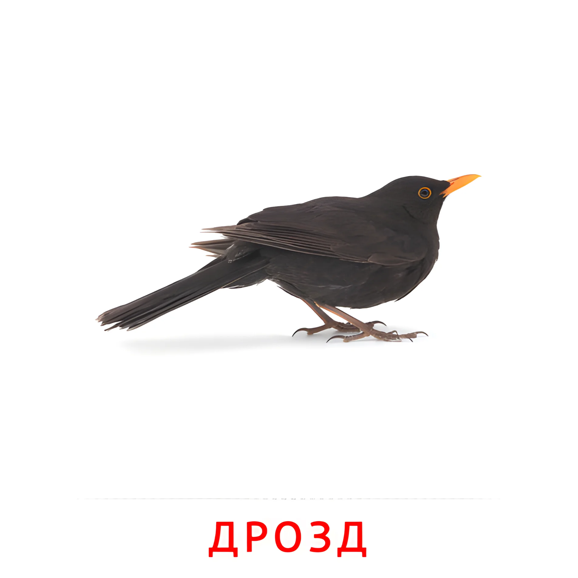 Дрозд №2040. Карточки Домана на русском языке. Птицы.