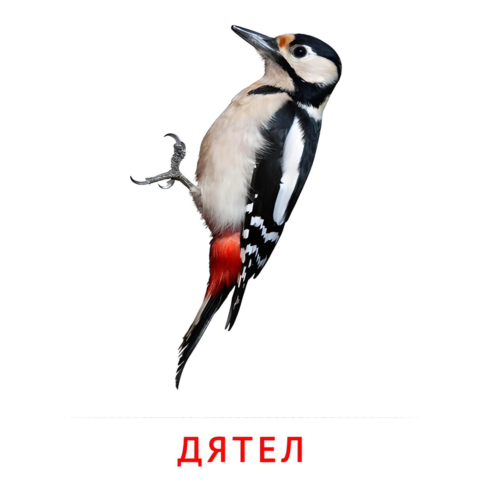 Дятел №2026. Карточки Домана на русском языке. Птицы.