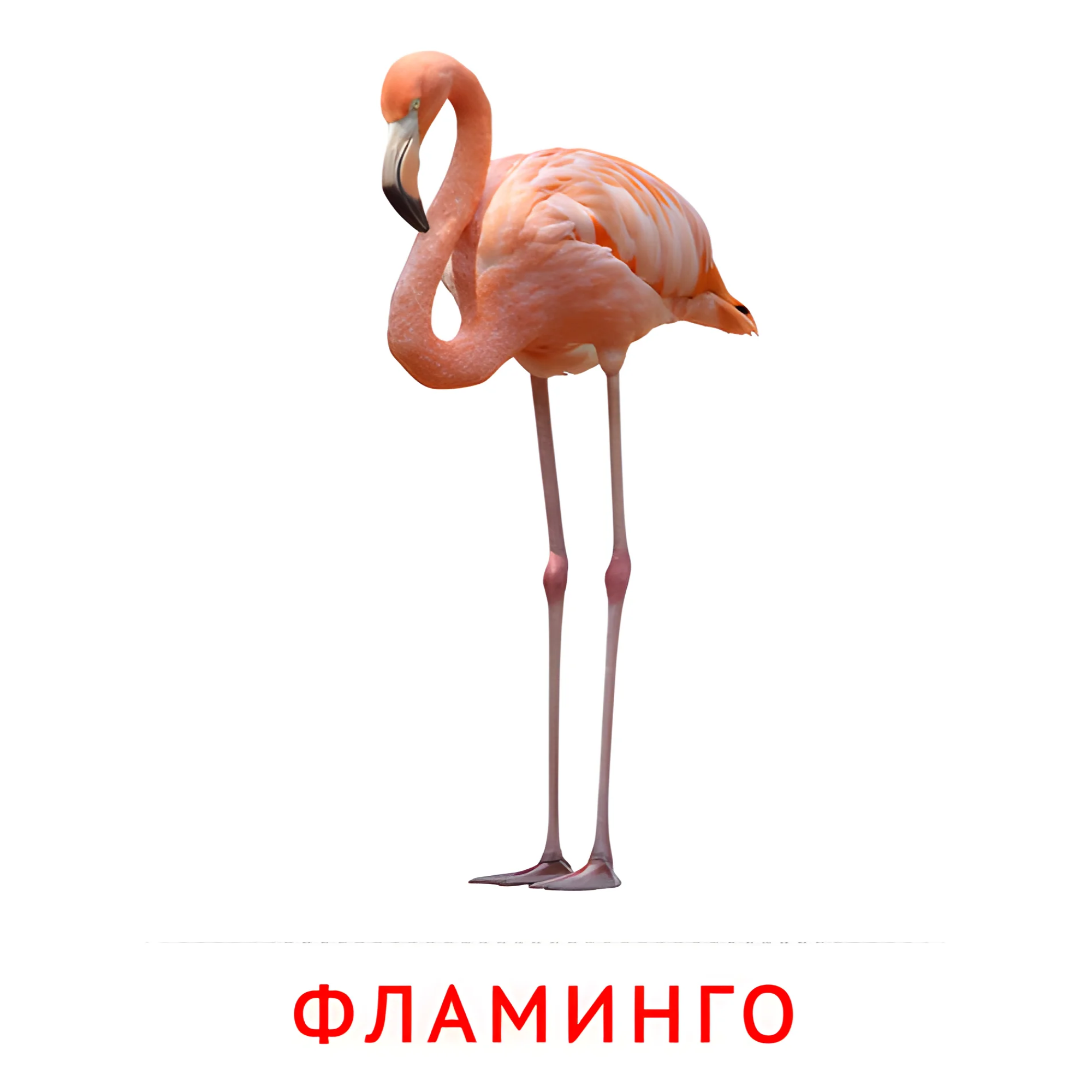 Фламинго №2046. Карточки Домана на русском языке. Птицы.