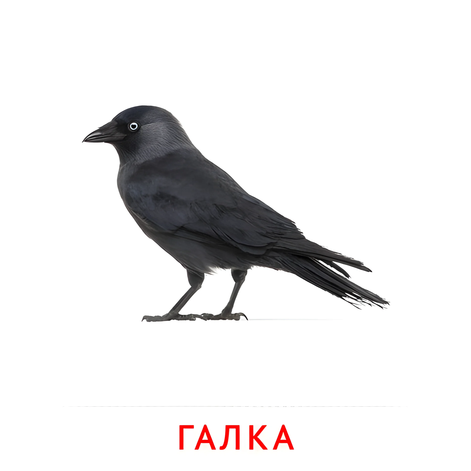Галка №2057. Карточки Домана на русском языке. Птицы.