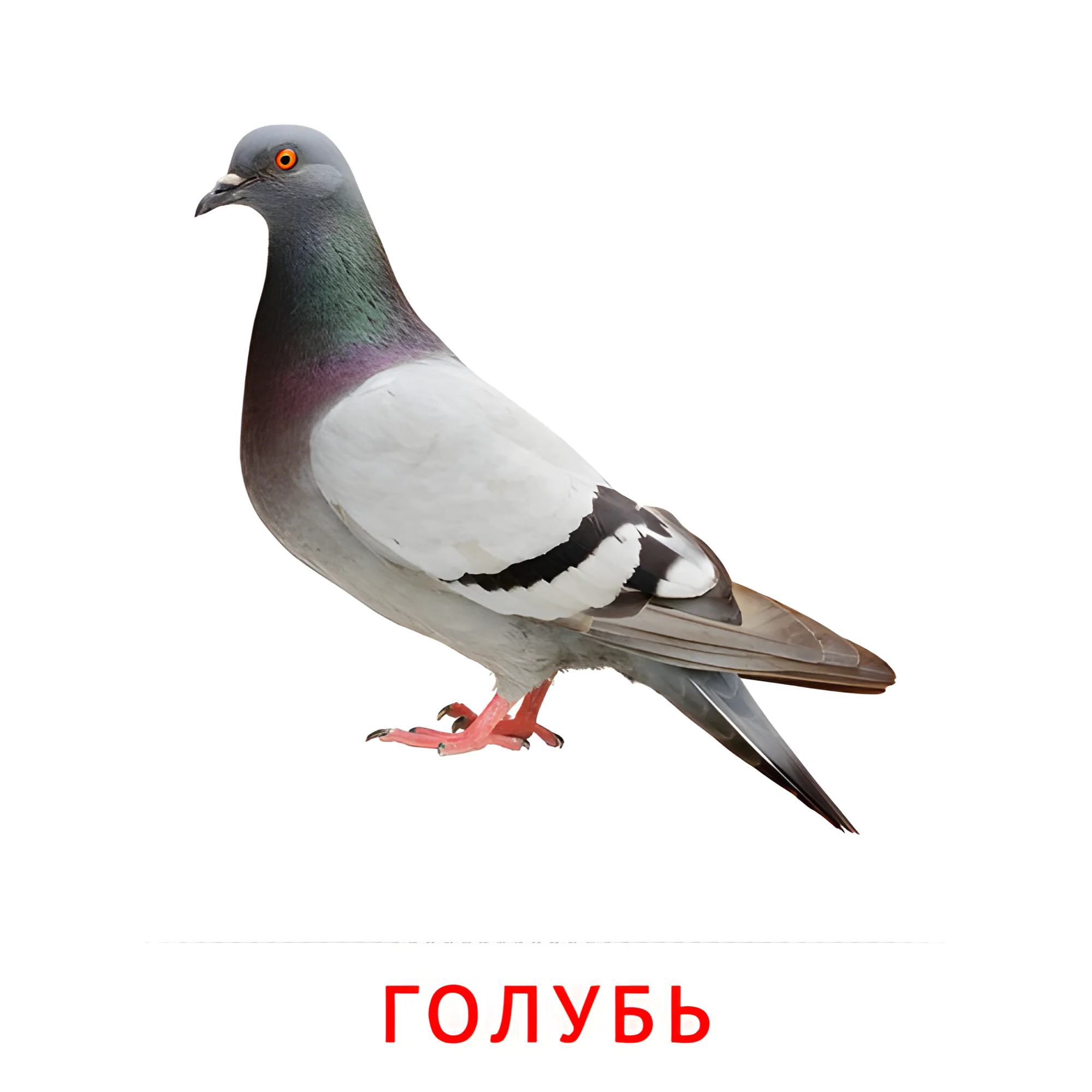 Голубь №2037. Карточки Домана на русском языке. Птицы.