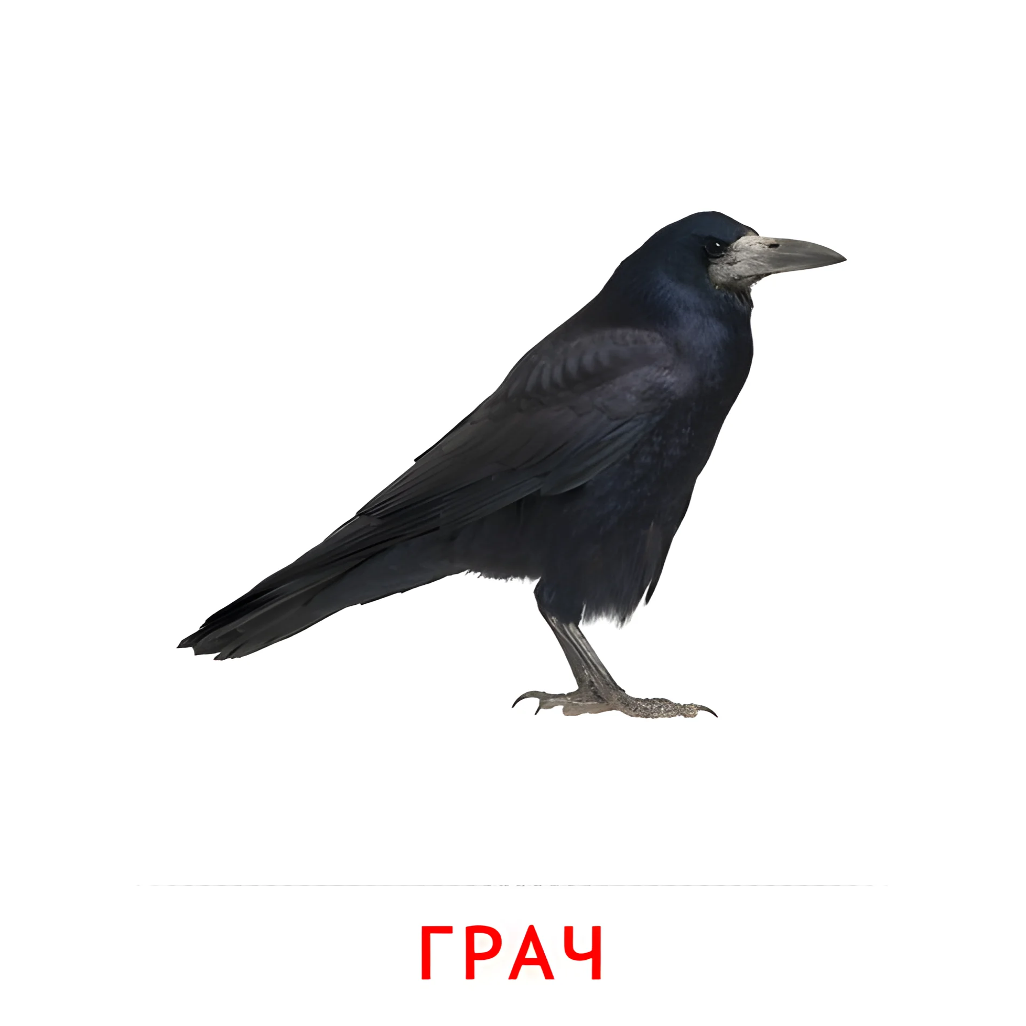 Грач №2043. Карточки Домана на русском языке. Птицы.