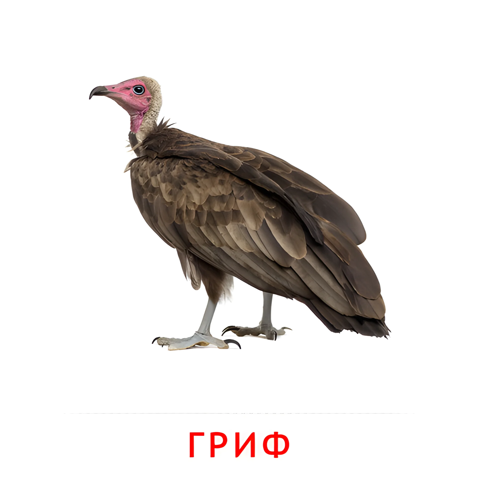 Гриф №2049. Карточки Домана на русском языке. Птицы.
