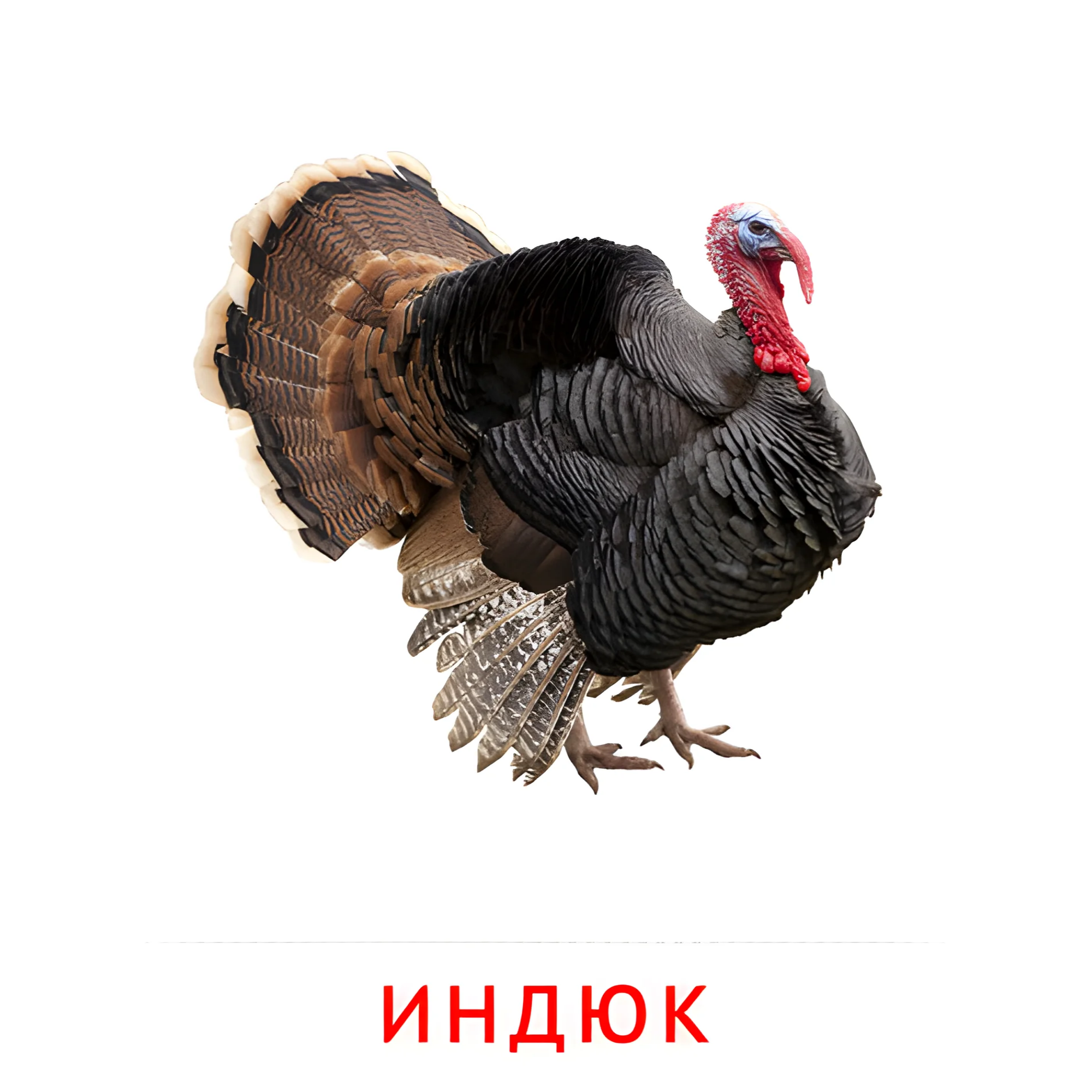 Индюк №2024. Карточки Домана на русском языке. Птицы.