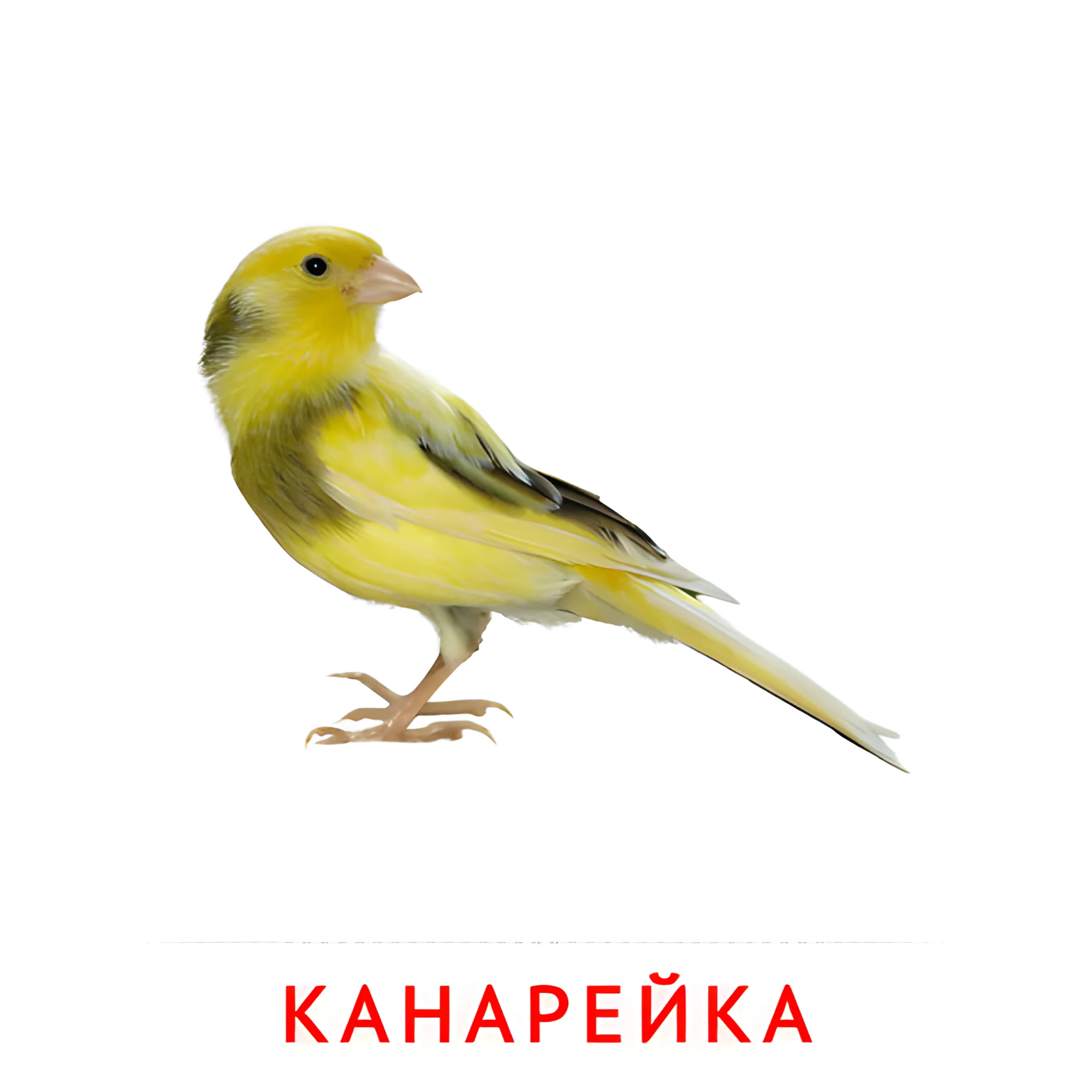 Канарейка №2041. Карточки Домана на русском языке. Птицы.