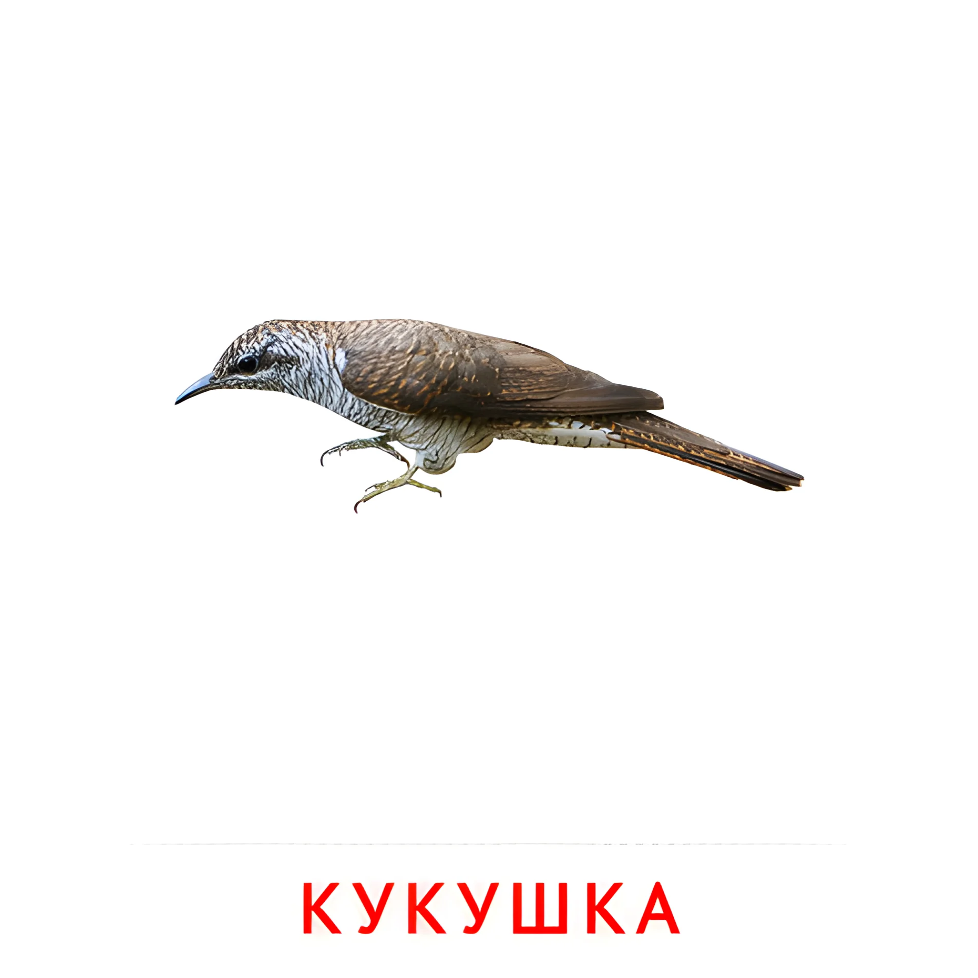 Кукушка №2034. Карточки Домана на русском языке. Птицы.