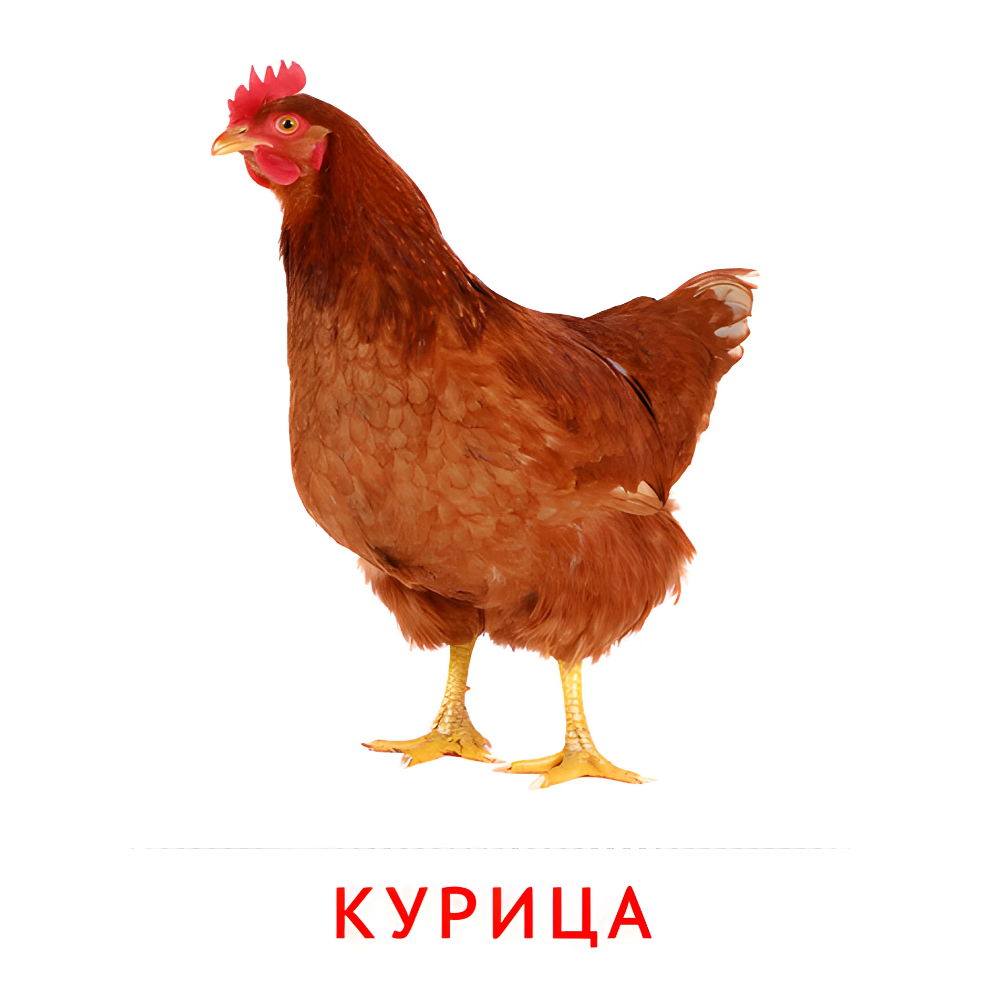 Курица №2030. Карточки Домана на русском языке. Птицы.