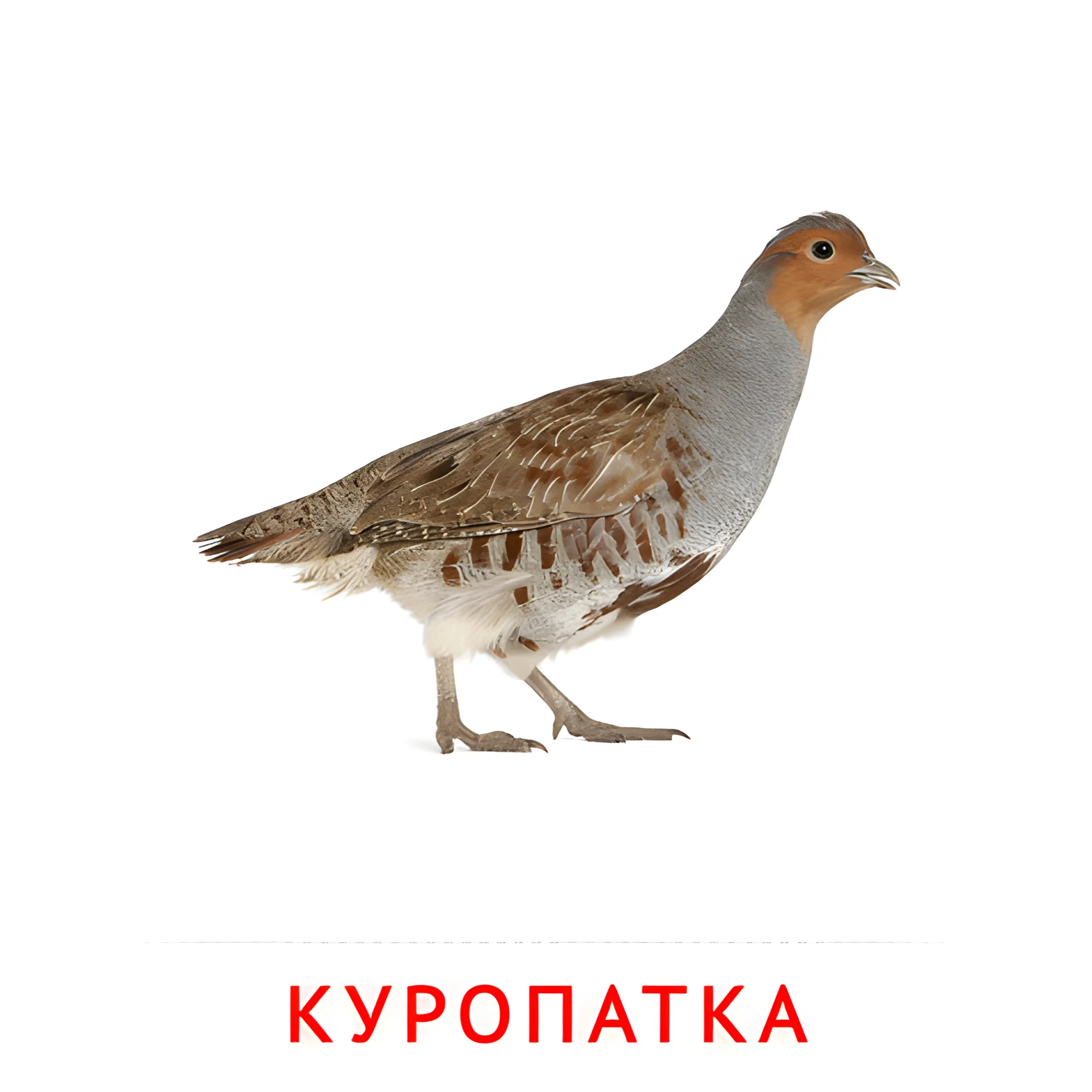 Куропатка №2044. Карточки Домана на русском языке. Птицы.