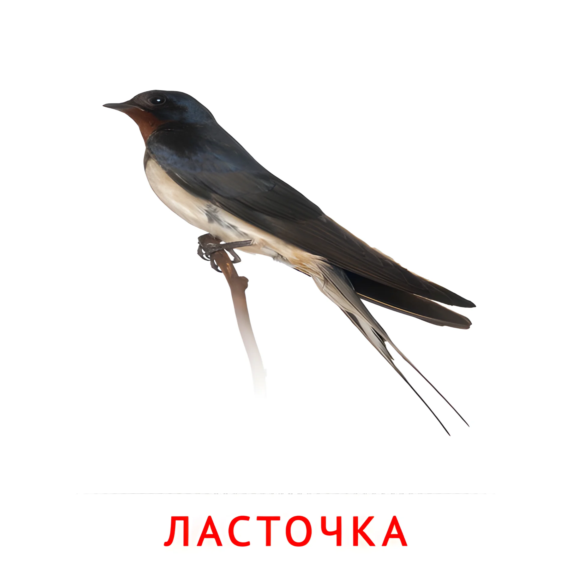 Ласточка №2027. Карточки Домана на русском языке. Птицы.