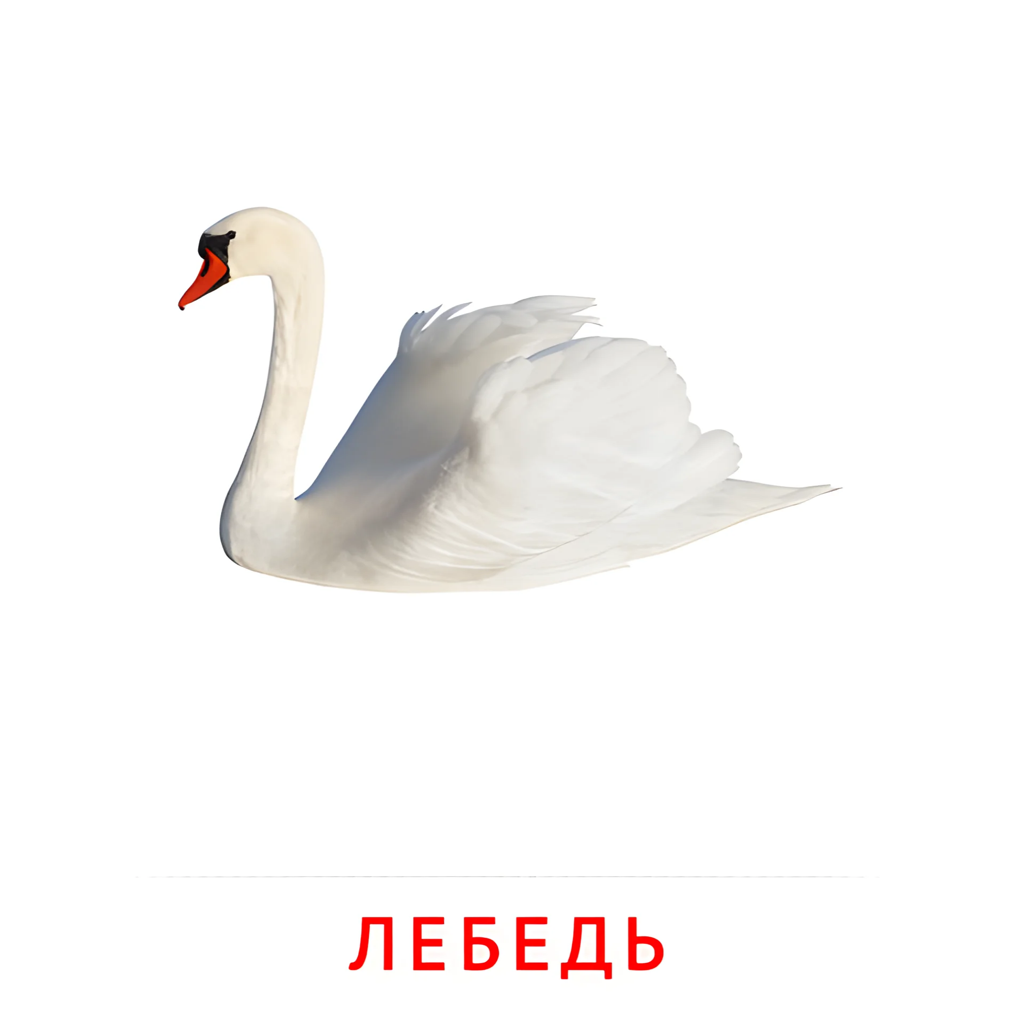 Лебедь №2021. Карточки Домана на русском языке. Птицы.