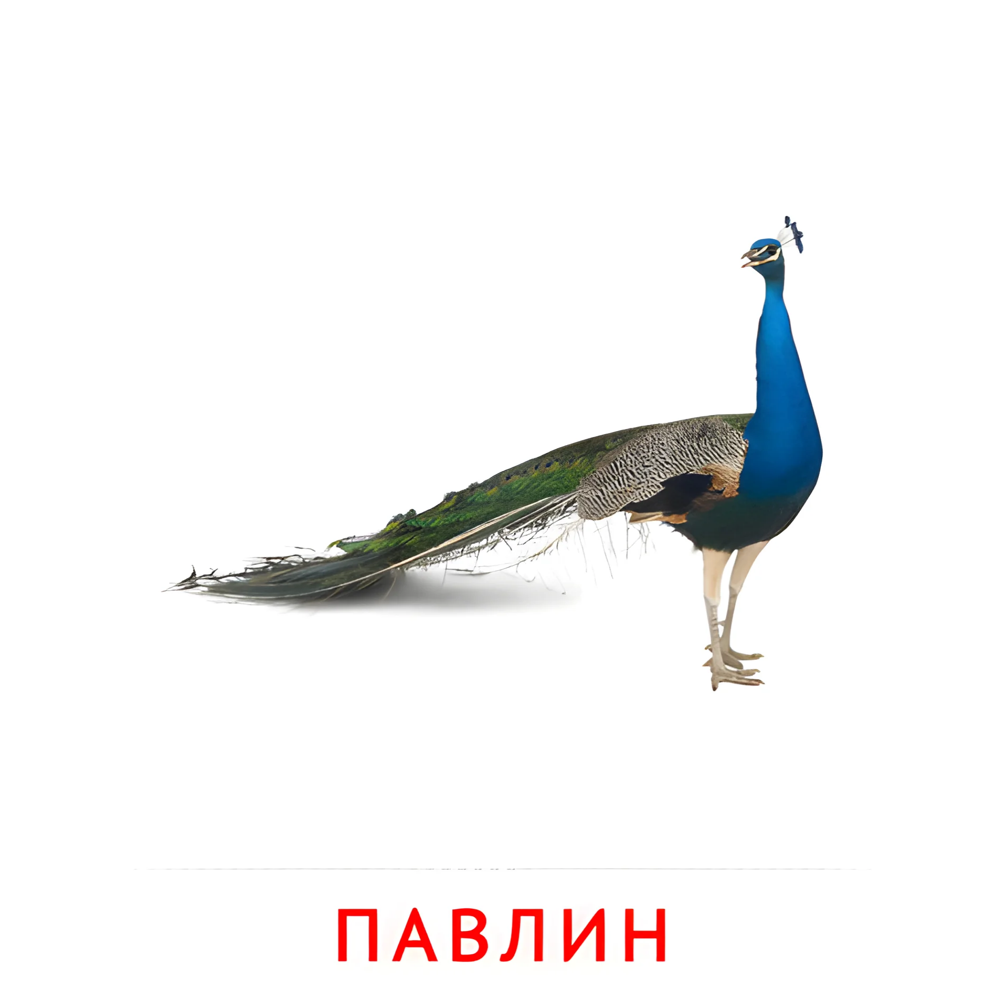 Павлин №2053. Карточки Домана на русском языке. Птицы.