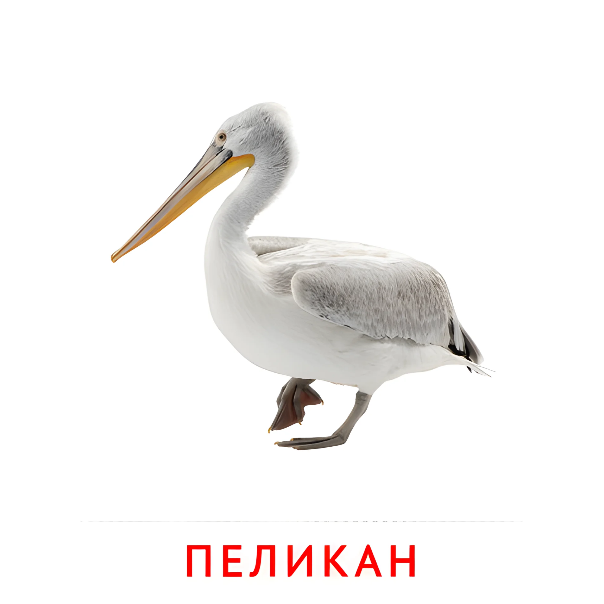 Пеликан №2054. Карточки Домана на русском языке. Птицы.