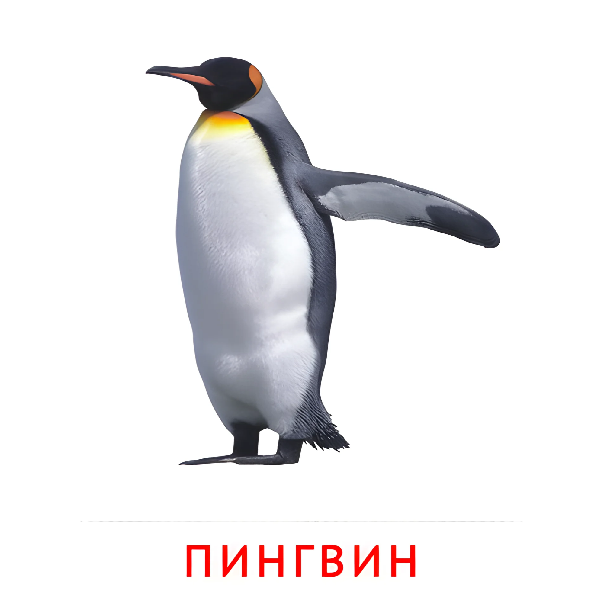 Пингвин №2039. Карточки Домана на русском языке. Птицы.
