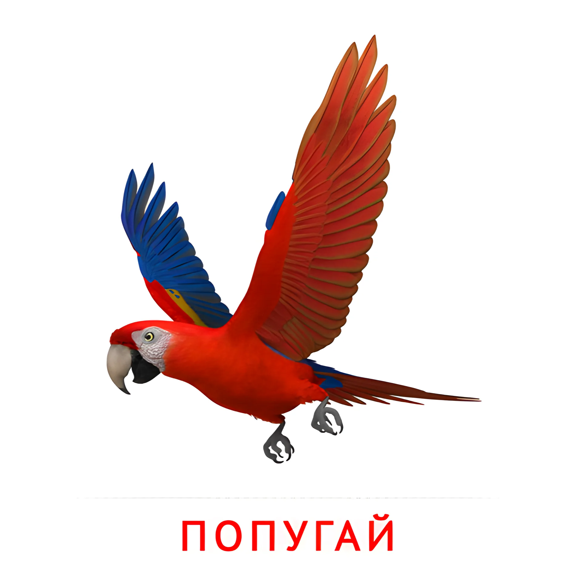 Попугай №2028. Карточки Домана на русском языке. Птицы.
