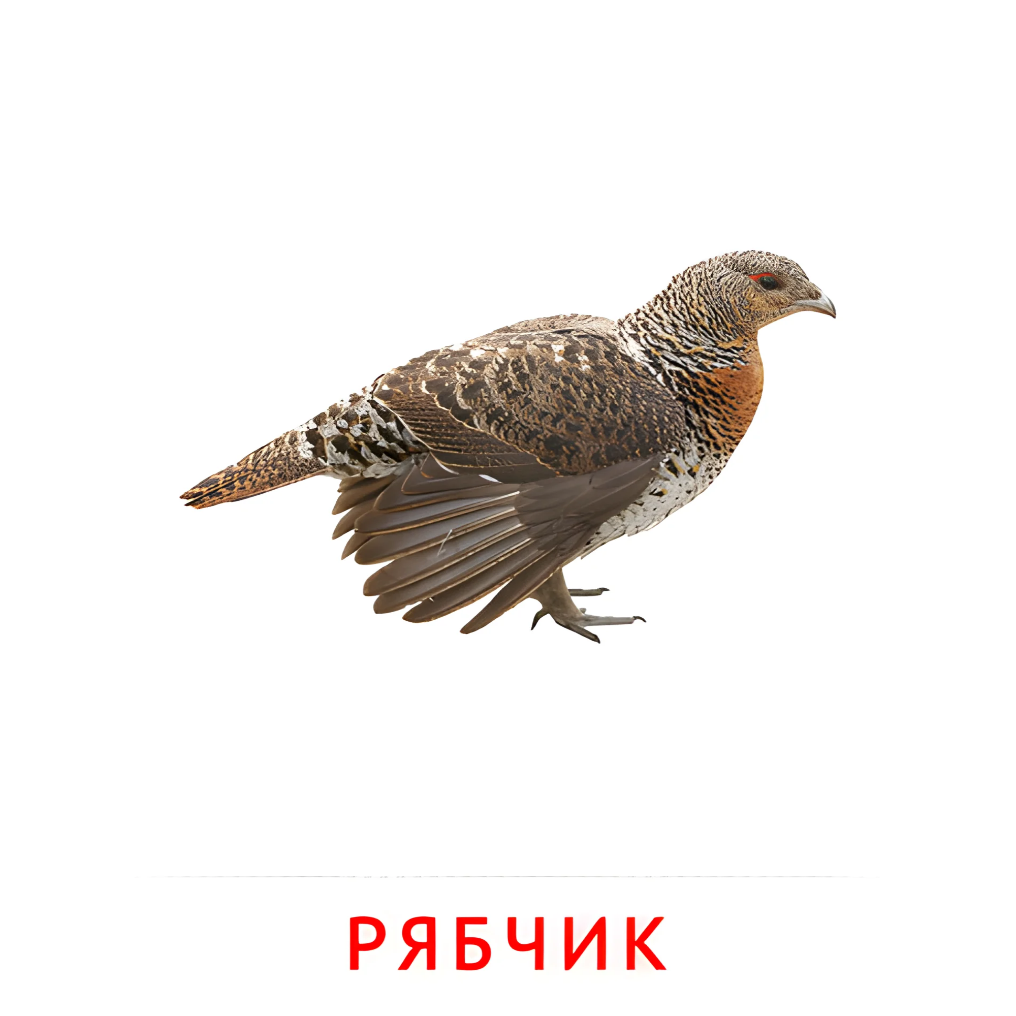Рябчик №2051. Карточки Домана на русском языке. Птицы.