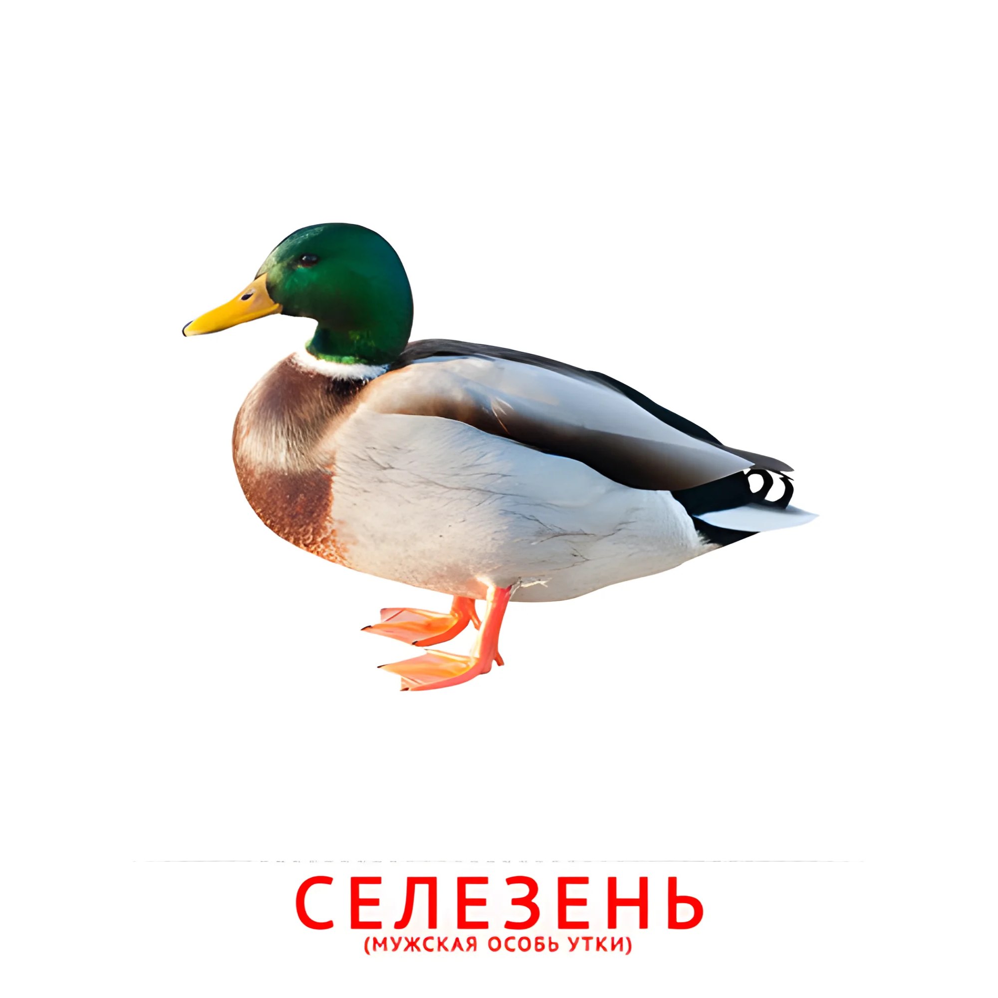 Селезень №2047. Карточки Домана на русском языке. Птицы.