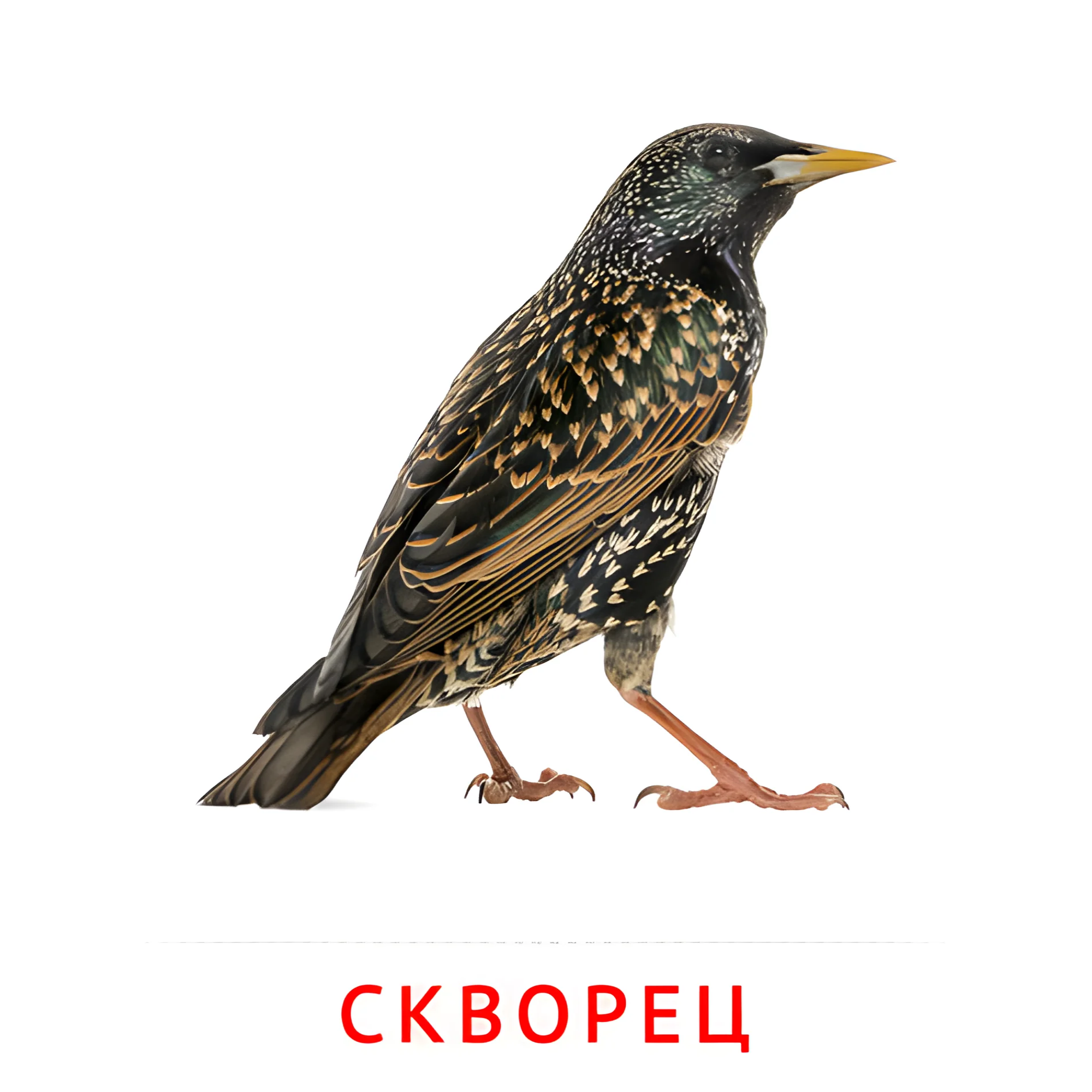Скворец №2022. Карточки Домана на русском языке. Птицы.