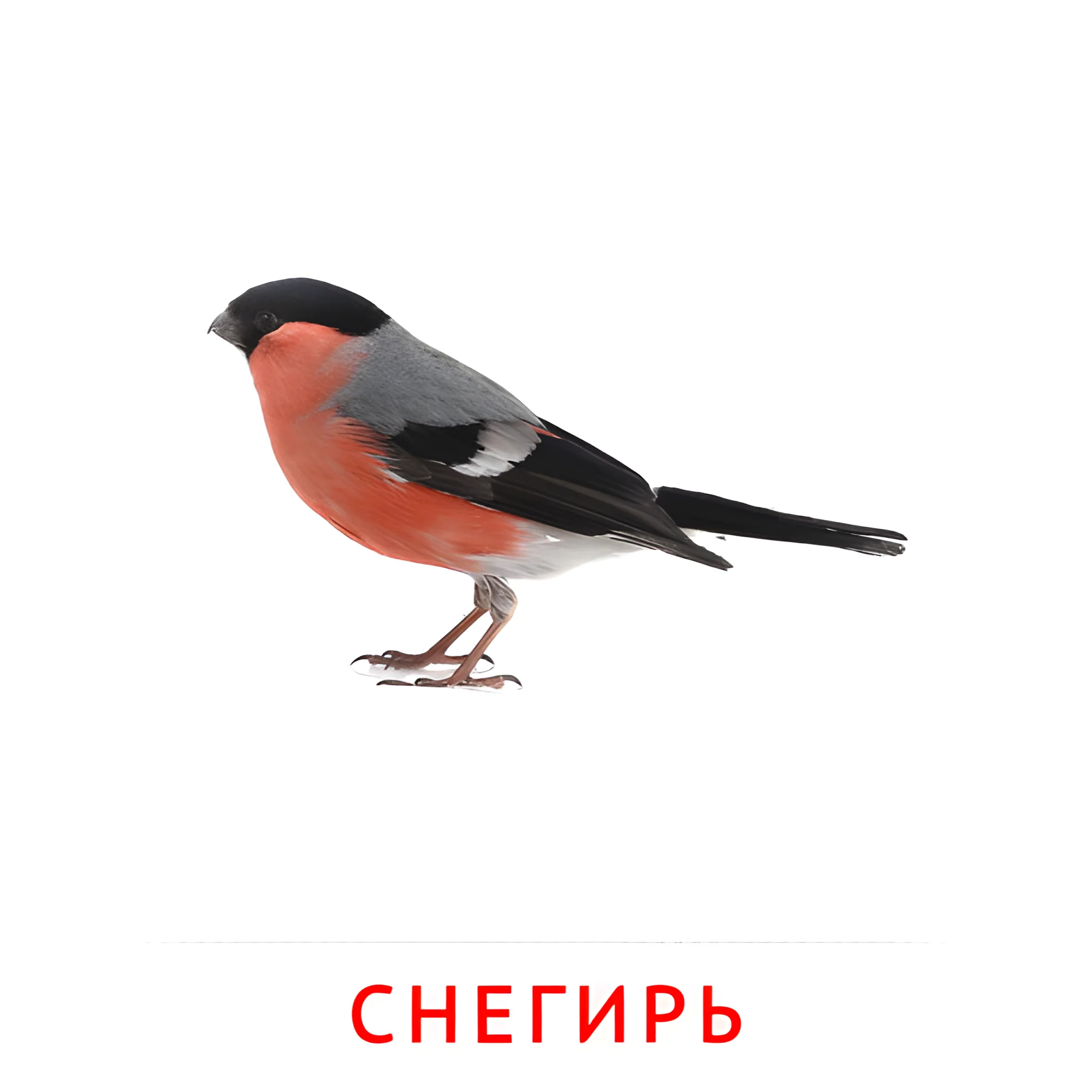 Снегирь №2032. Карточки Домана на русском языке. Птицы.