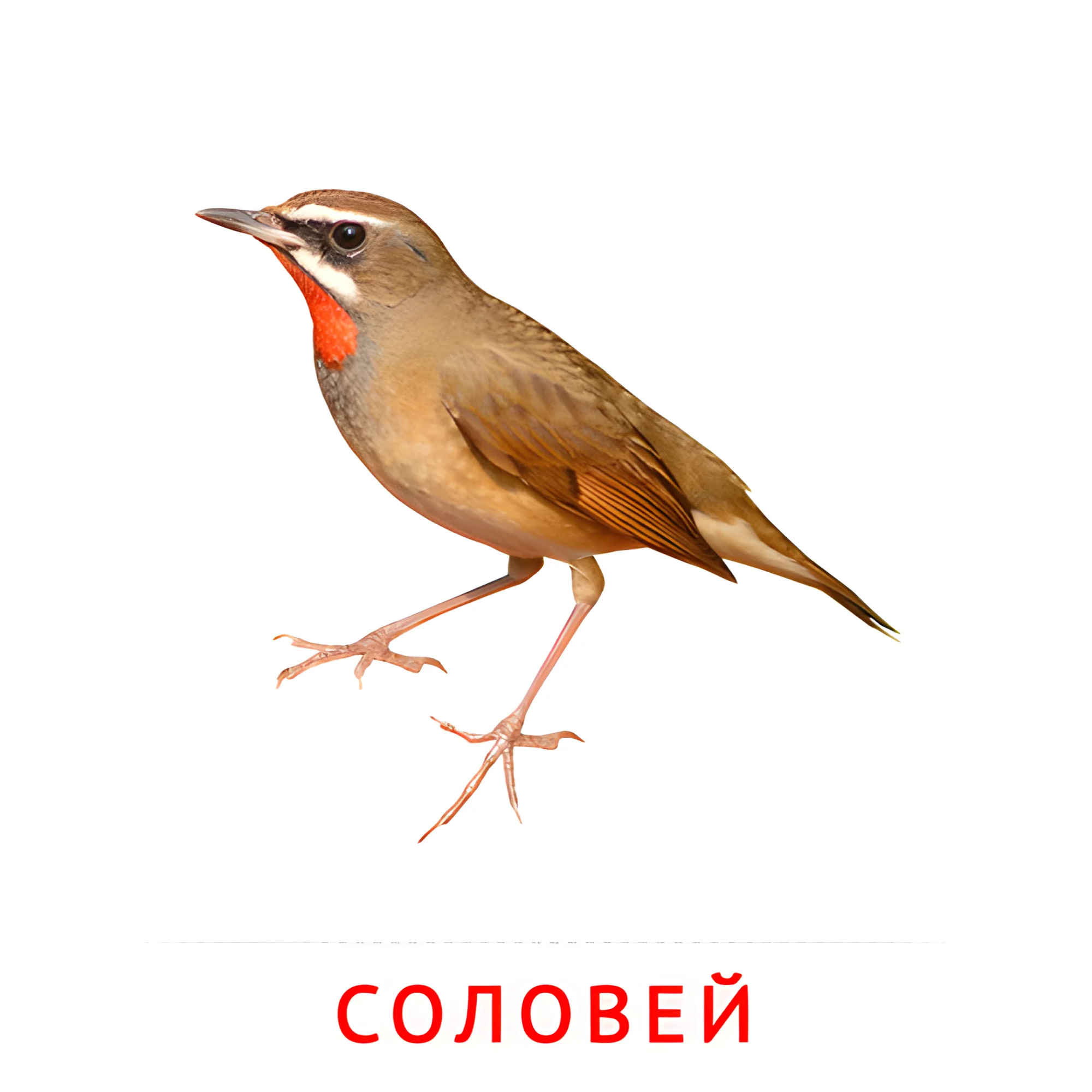 Соловей №2045. Карточки Домана на русском языке. Птицы.