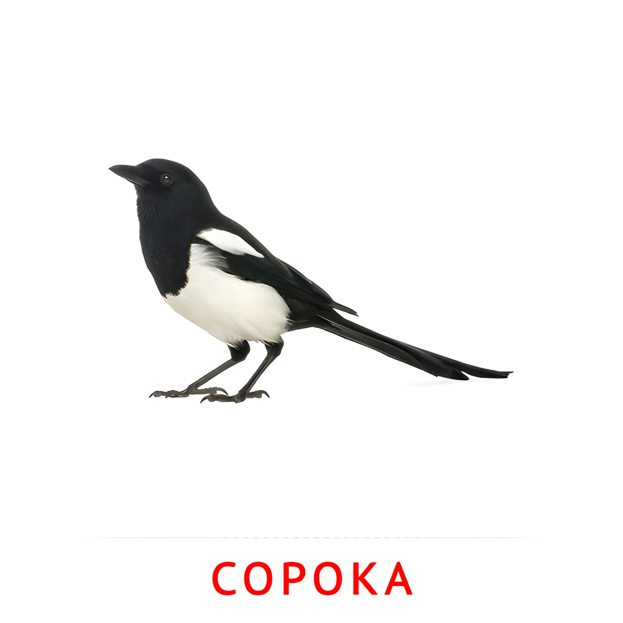 Сорока №2035. Карточки Домана на русском языке. Птицы.