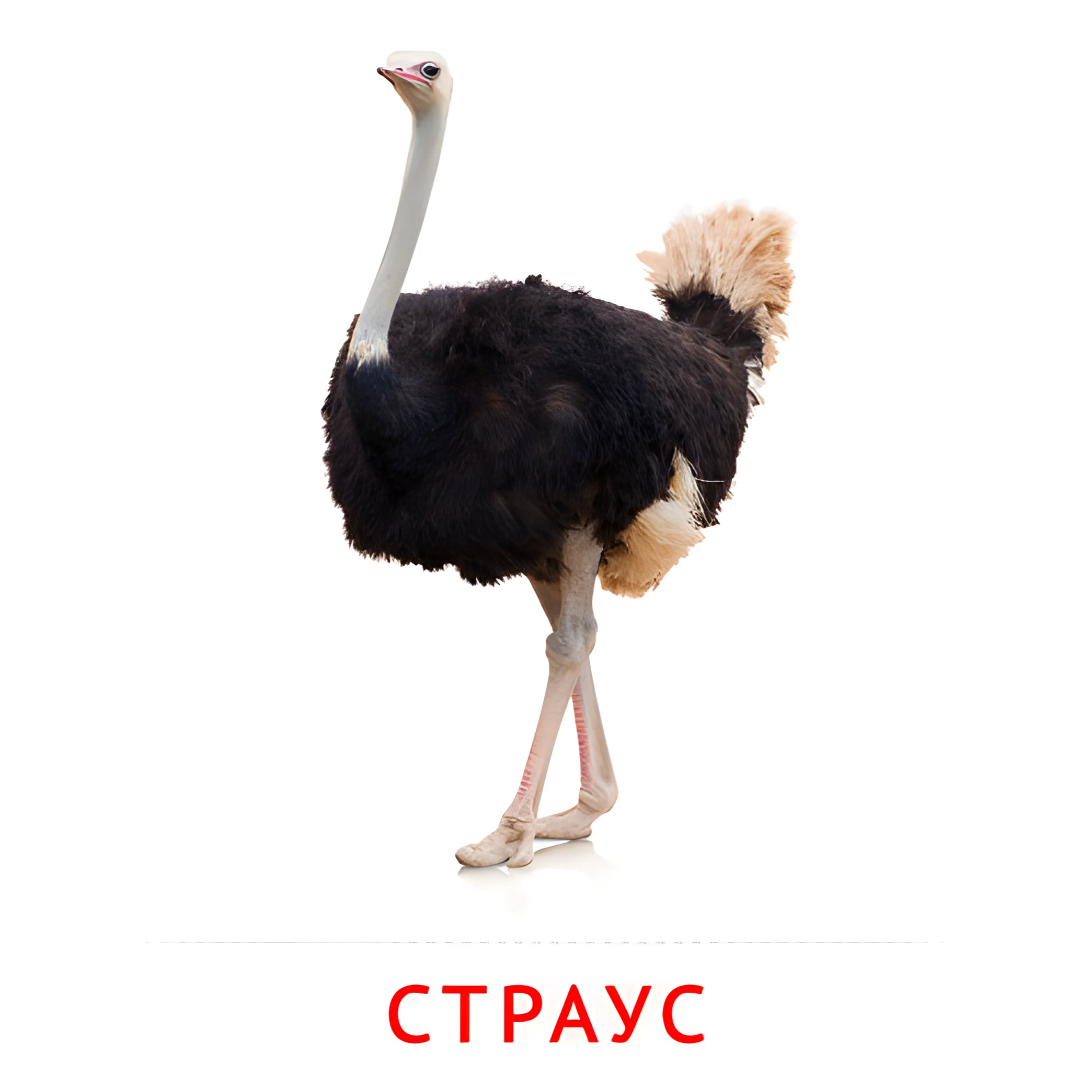 Страус №2048. Карточки Домана на русском языке. Птицы.