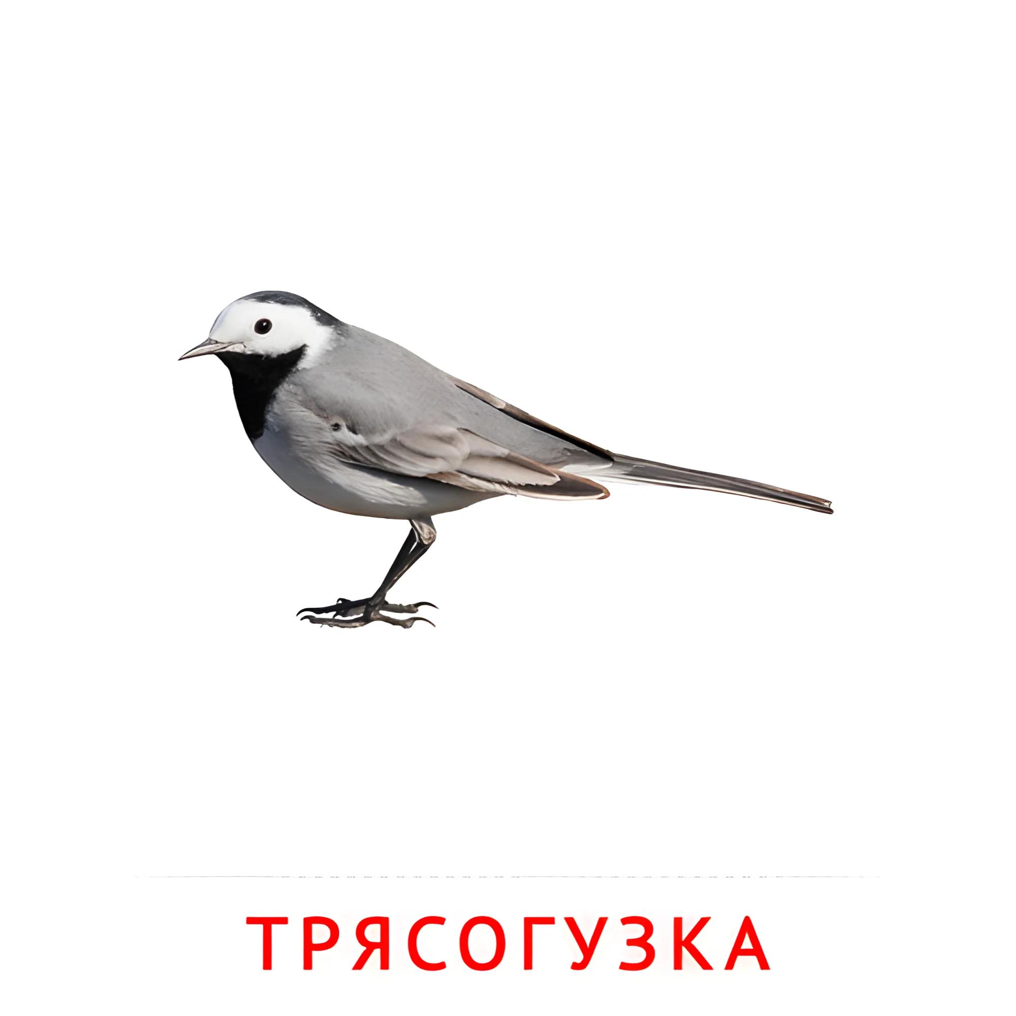Трясогузка №2056. Карточки Домана на русском языке. Птицы.