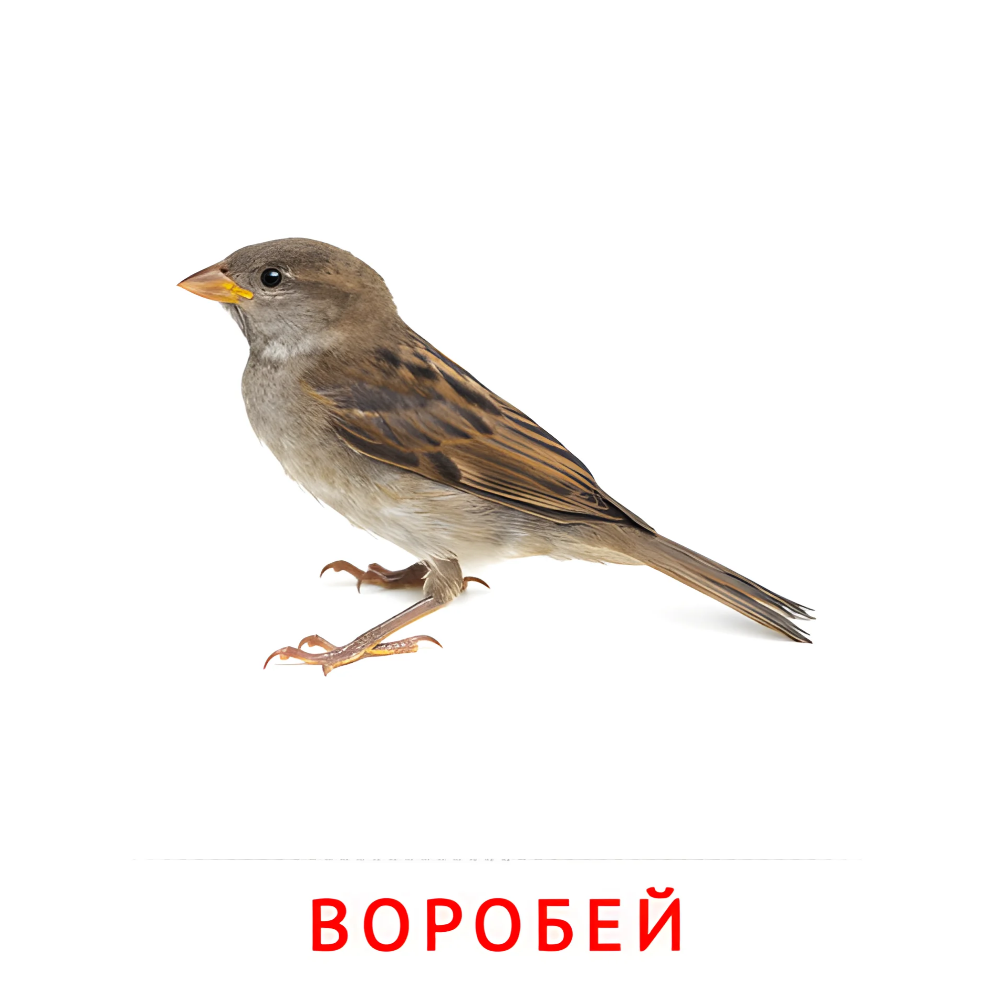 Воробей №2019. Карточки Домана на русском языке. Птицы.