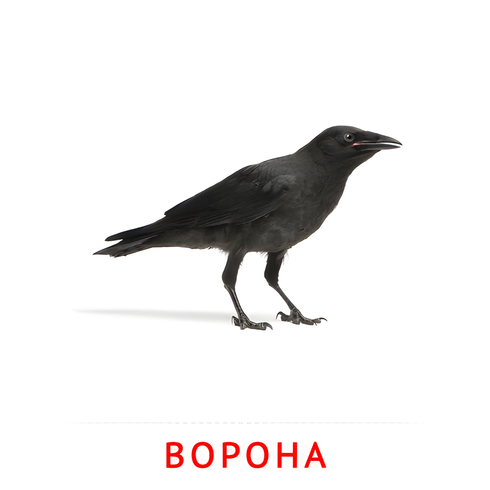 Ворона №2023. Карточки Домана на русском языке. Птицы.