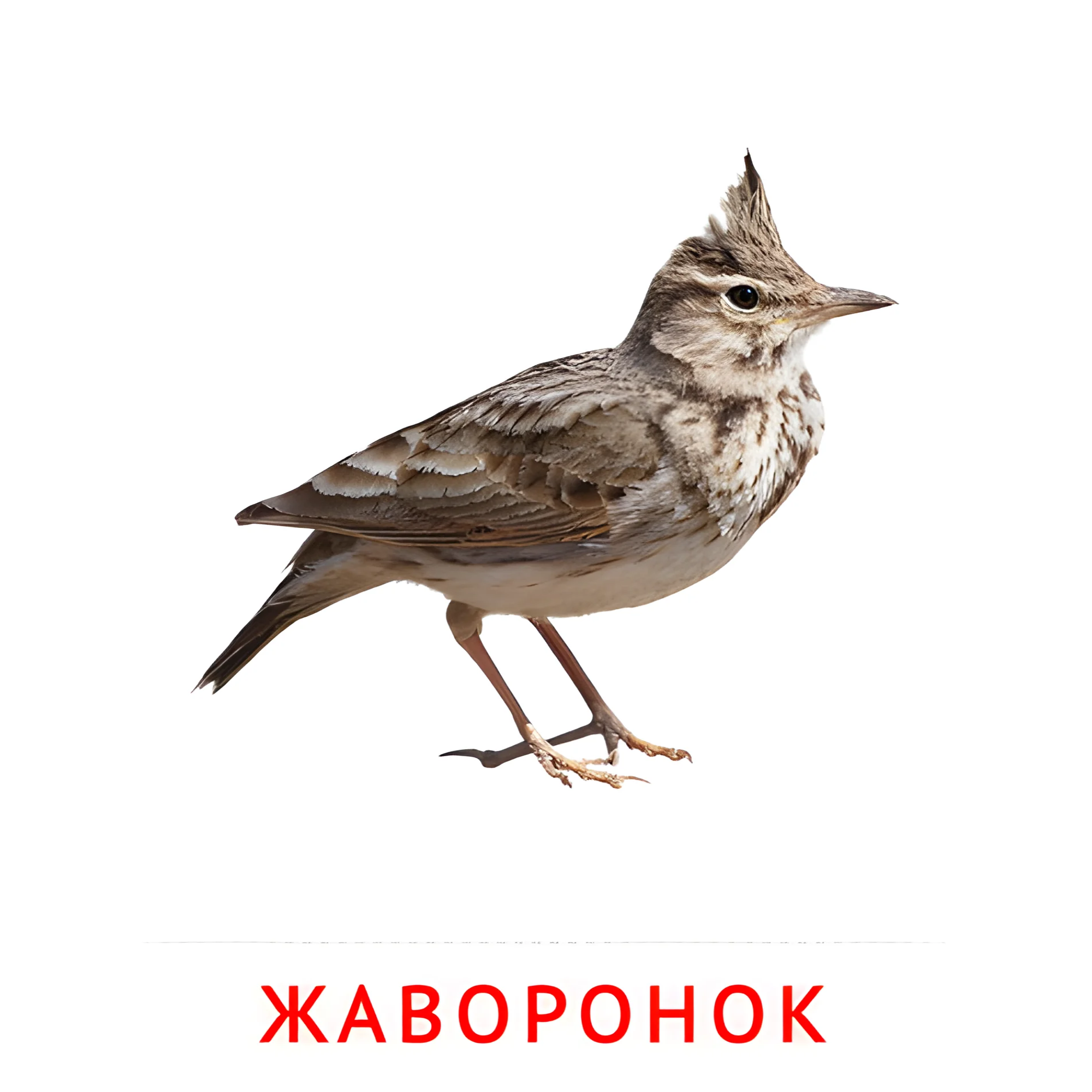 Жаворонок №2050. Карточки Домана на русском языке. Птицы.