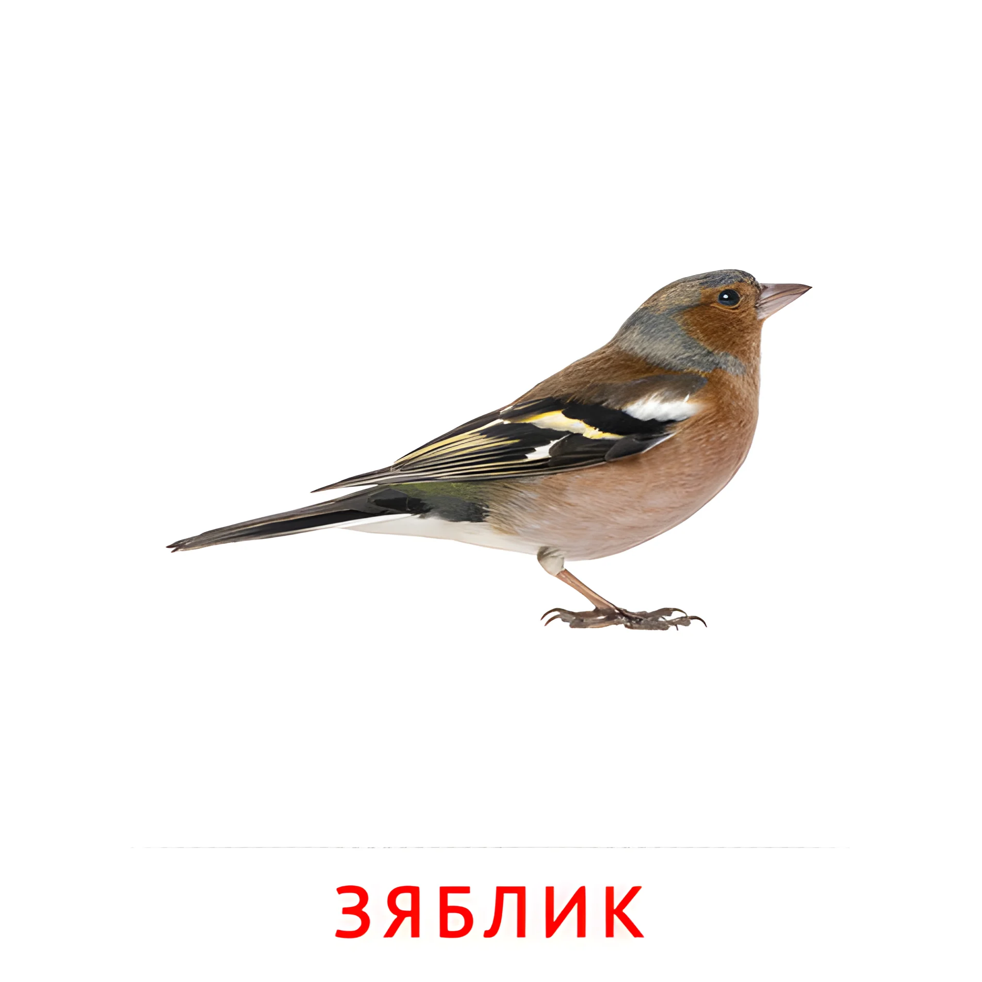 Зяблик №2052. Карточки Домана на русском языке. Птицы.