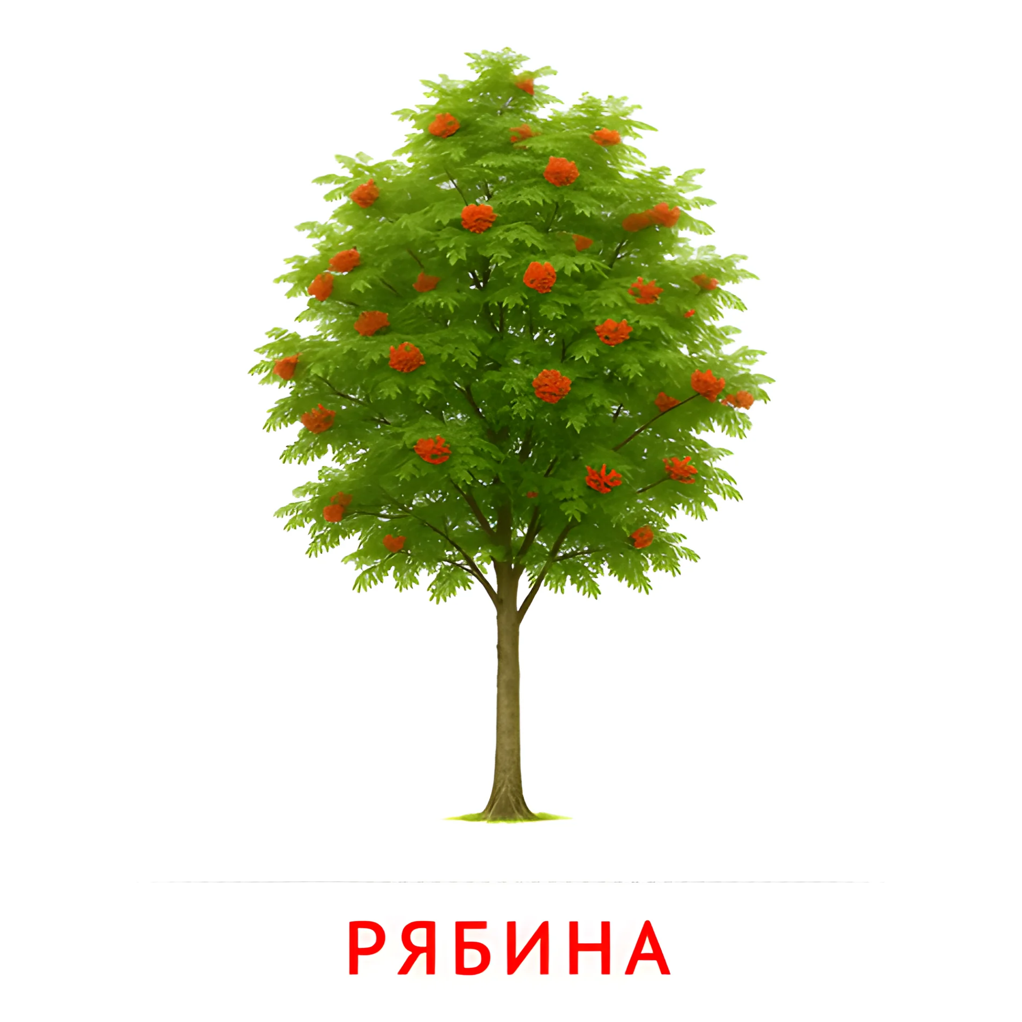 Рябина №2137. Карточки Домана на русском языке. Листья и деревья.