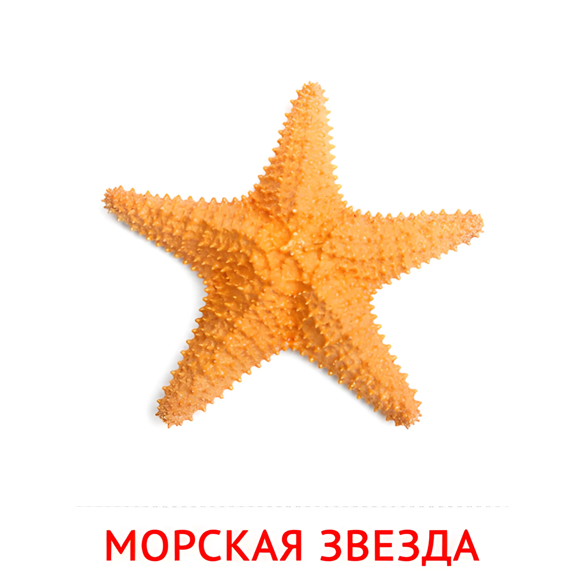 Морская звезда №2083. Карточки Домана на русском языке. Рыбы и другие морские обитатели.