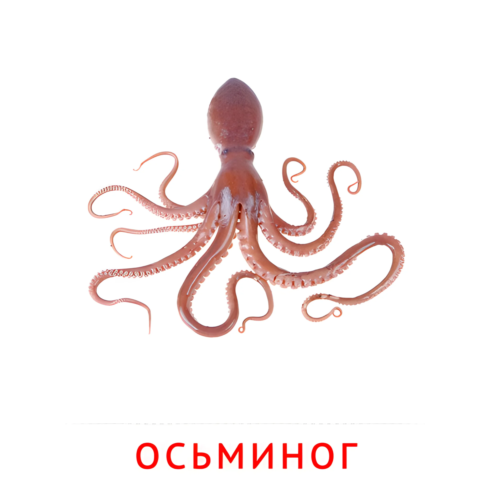 Осьминог №2081. Карточки Домана на русском языке. Рыбы и другие морские обитатели.