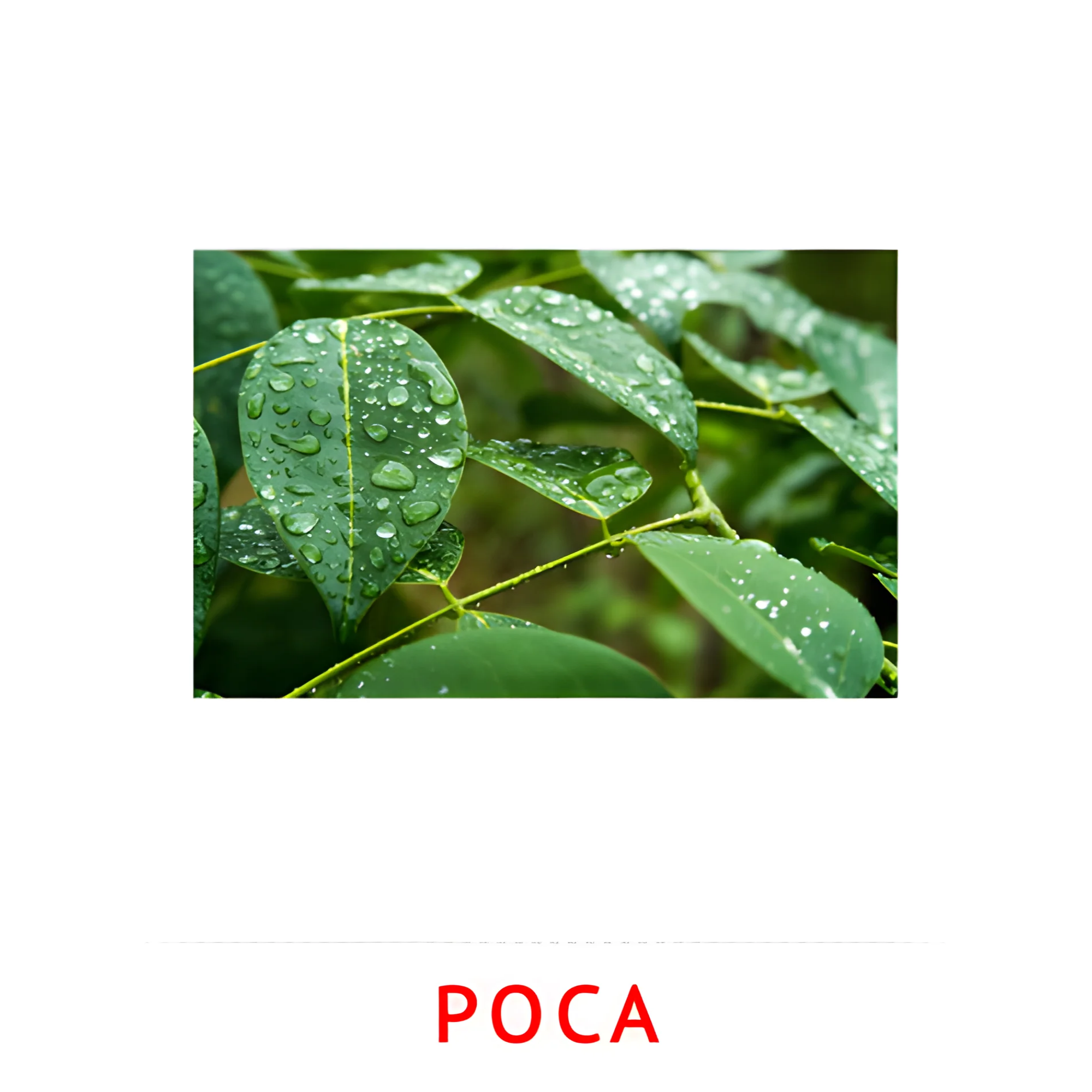 Роса №2183. Карточки Домана на русском языке. Явления природы.