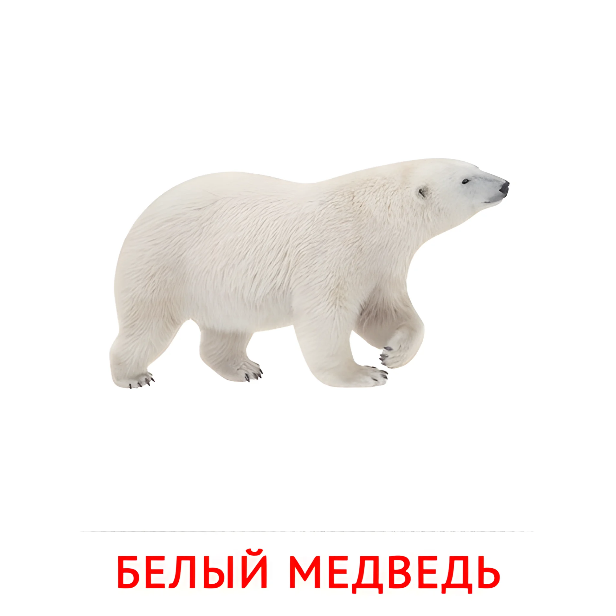 Белый медведь №1884. Карточки Домана на русском языке. Животные.