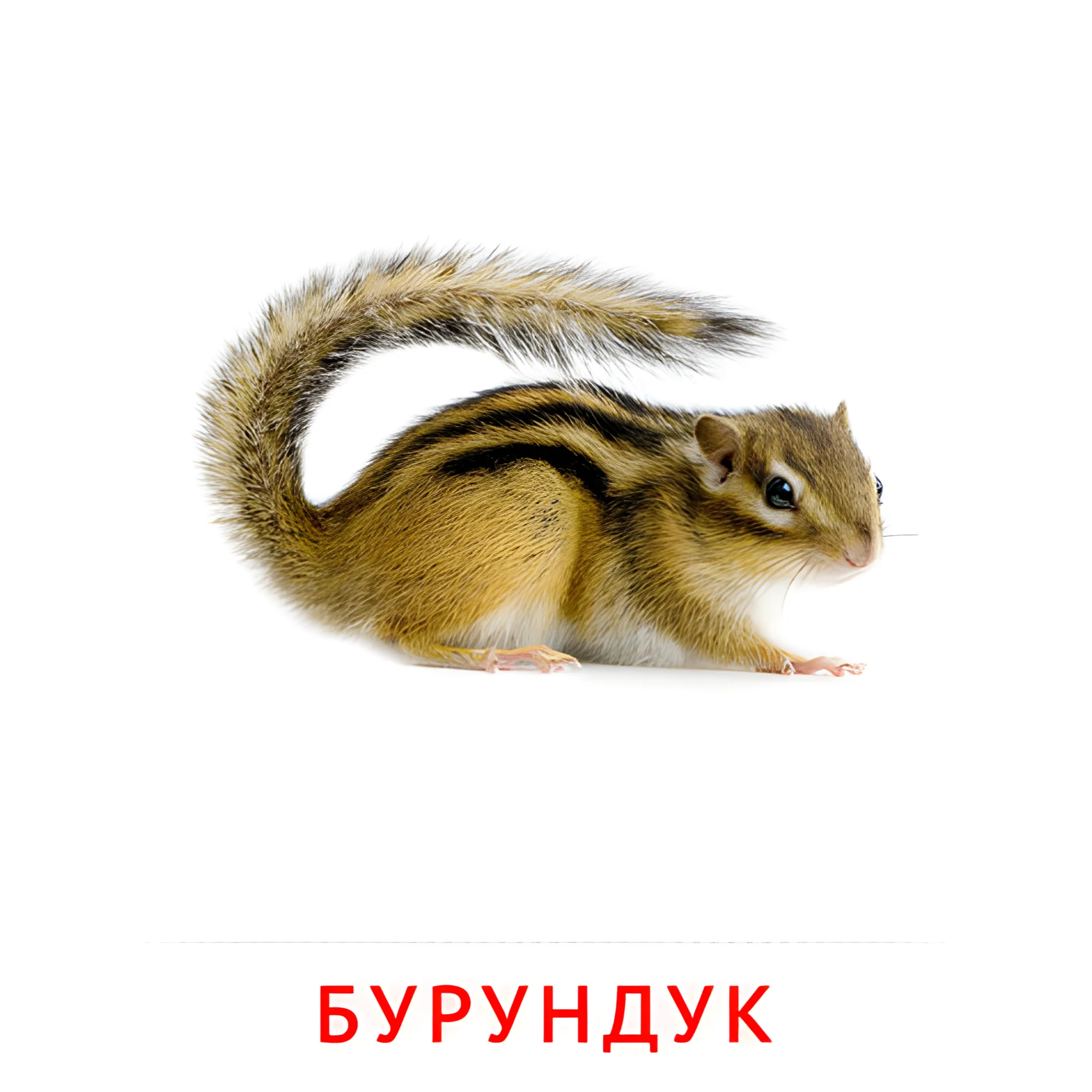 Бурундук №1909. Карточки Домана на русском языке. Животные.