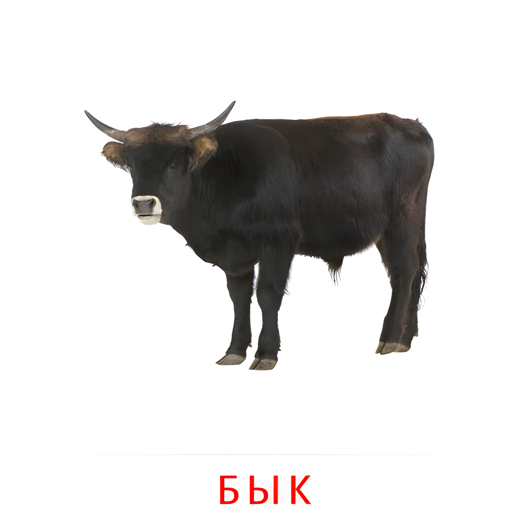 Бык №1877. Карточки Домана на русском языке. Животные.