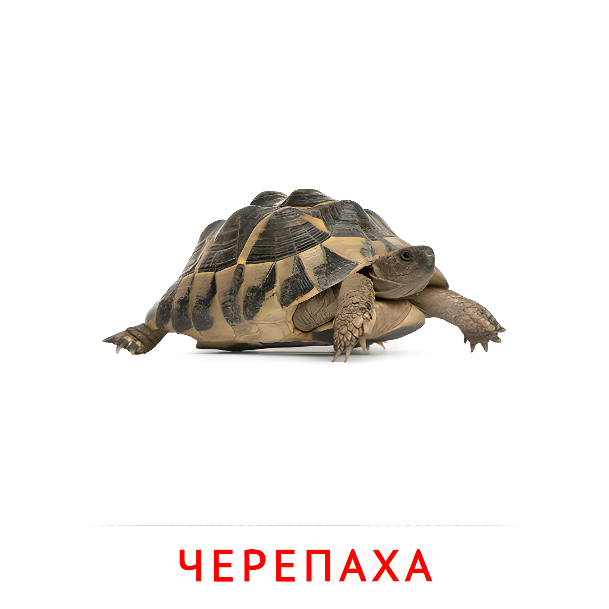 Черепаха №1912. Карточки Домана на русском языке. Животные.