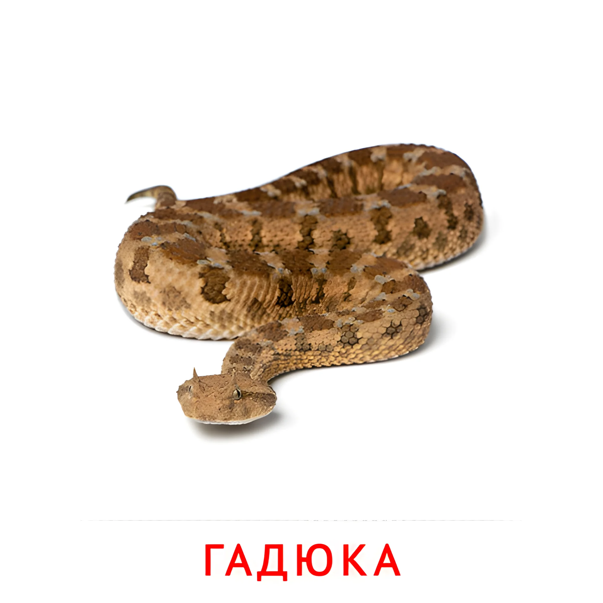 Гадюка №1913. Карточки Домана на русском языке. Животные.