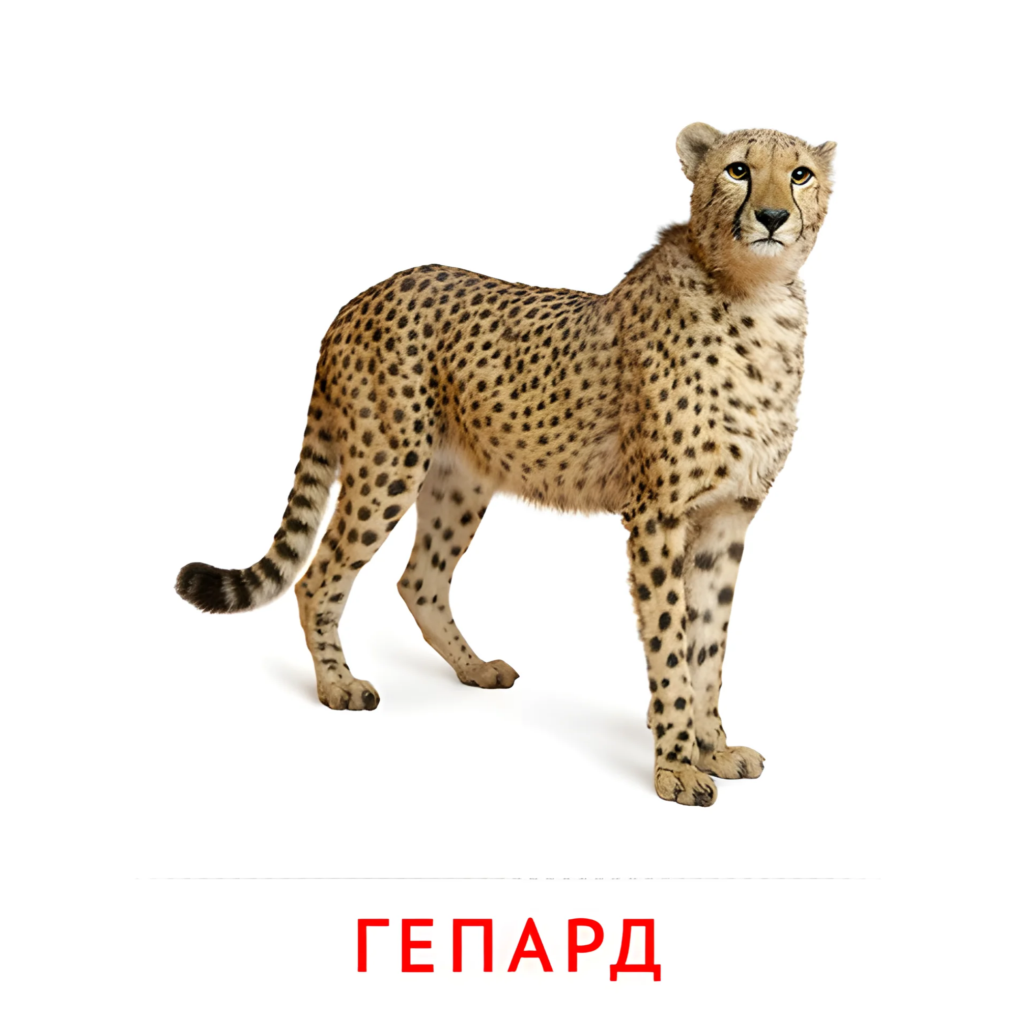 Гепард №1920. Карточки Домана на русском языке. Животные.