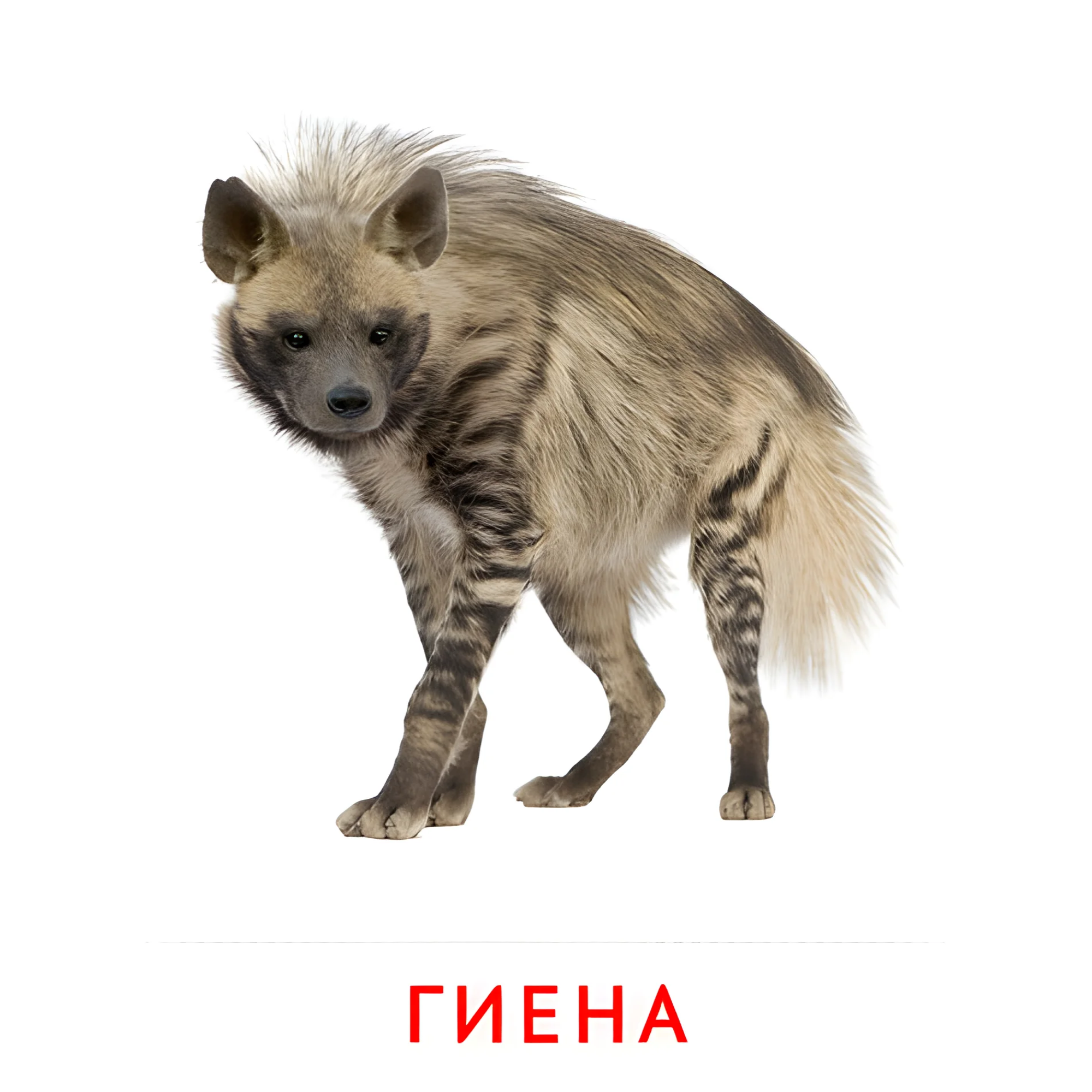 Гиена №1923. Карточки Домана на русском языке. Животные.