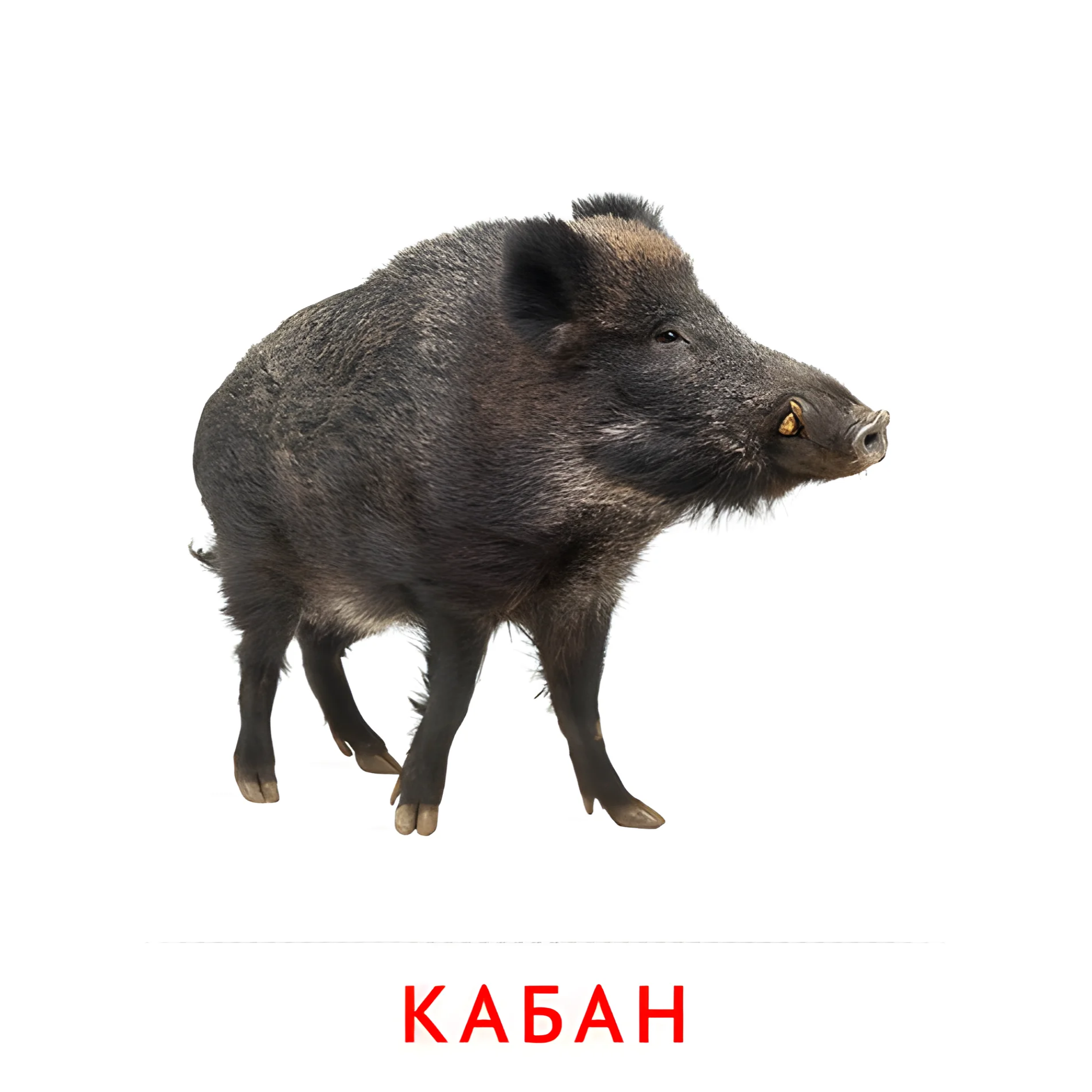 Кабан №1925. Карточки Домана на русском языке. Животные.
