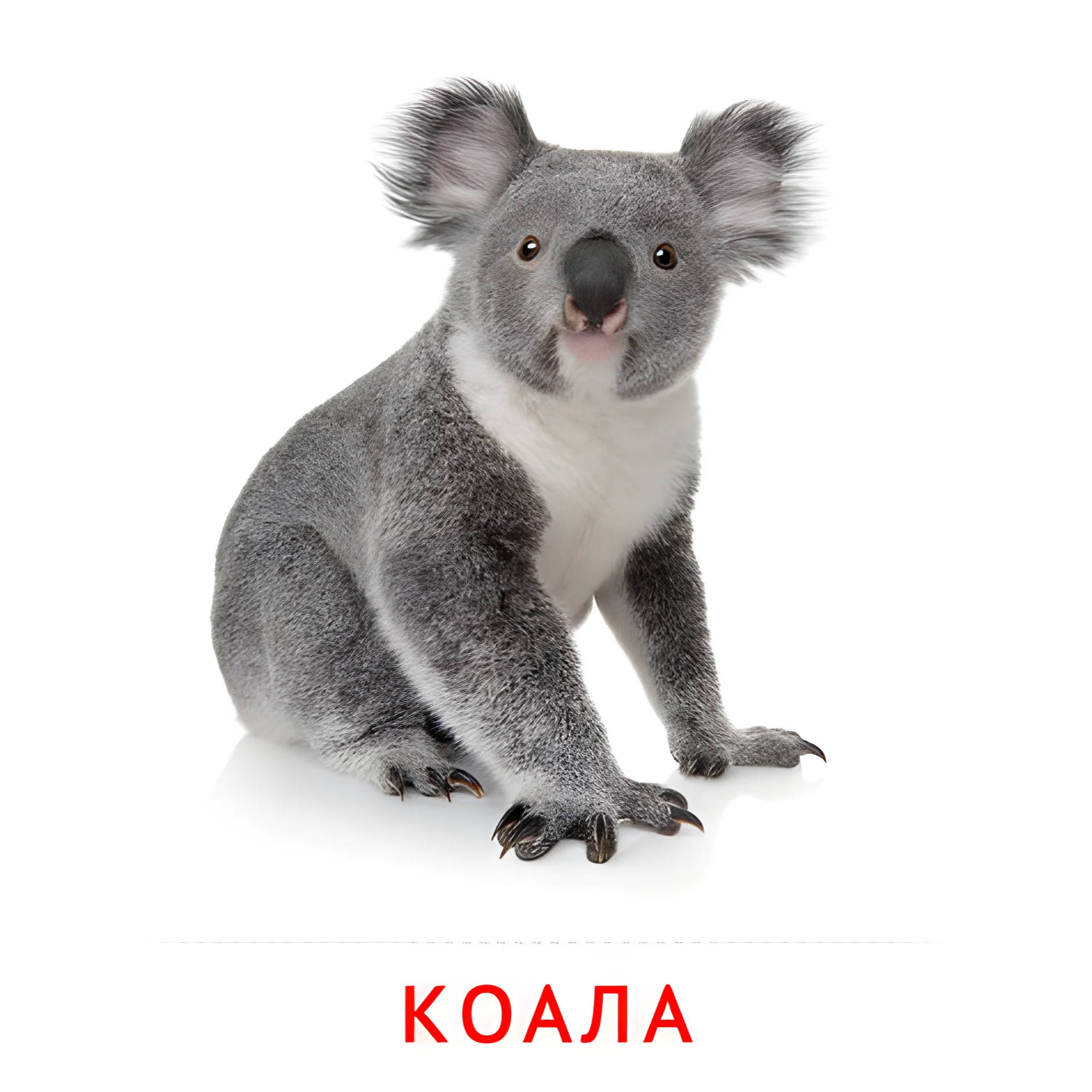 Коала №1914. Карточки Домана на русском языке. Животные.