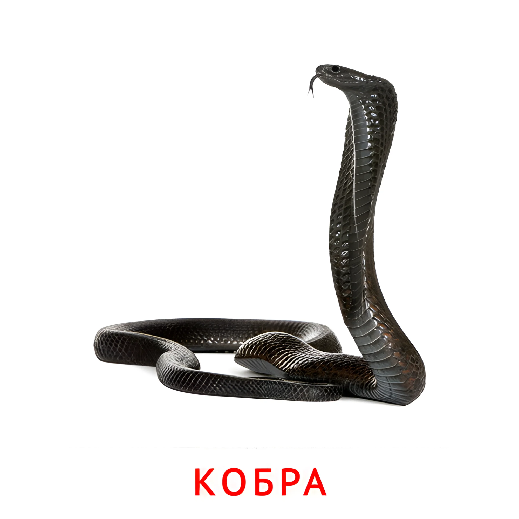 Кобра №1885. Карточки Домана на русском языке. Животные.