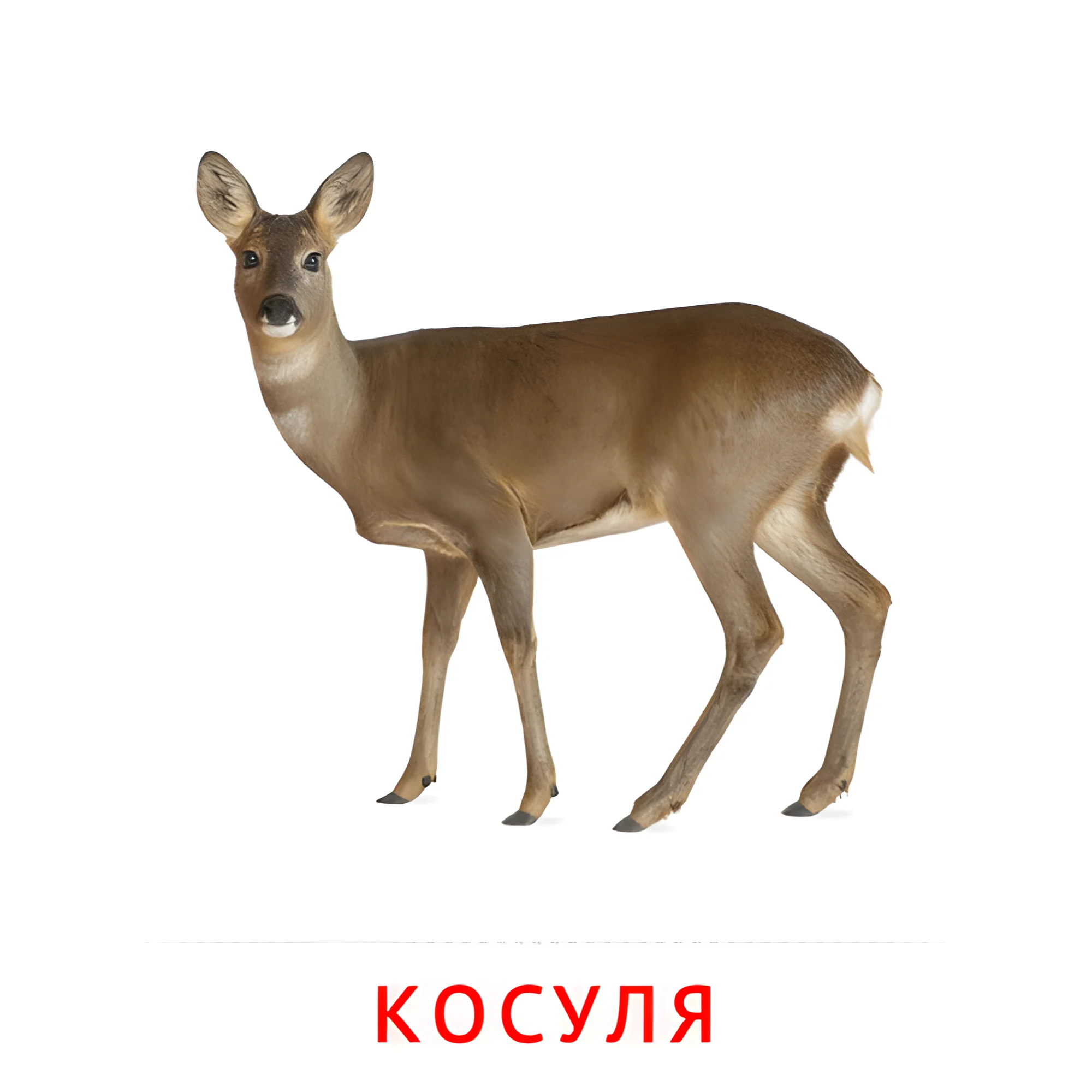 Косуля №1897. Карточки Домана на русском языке. Животные.
