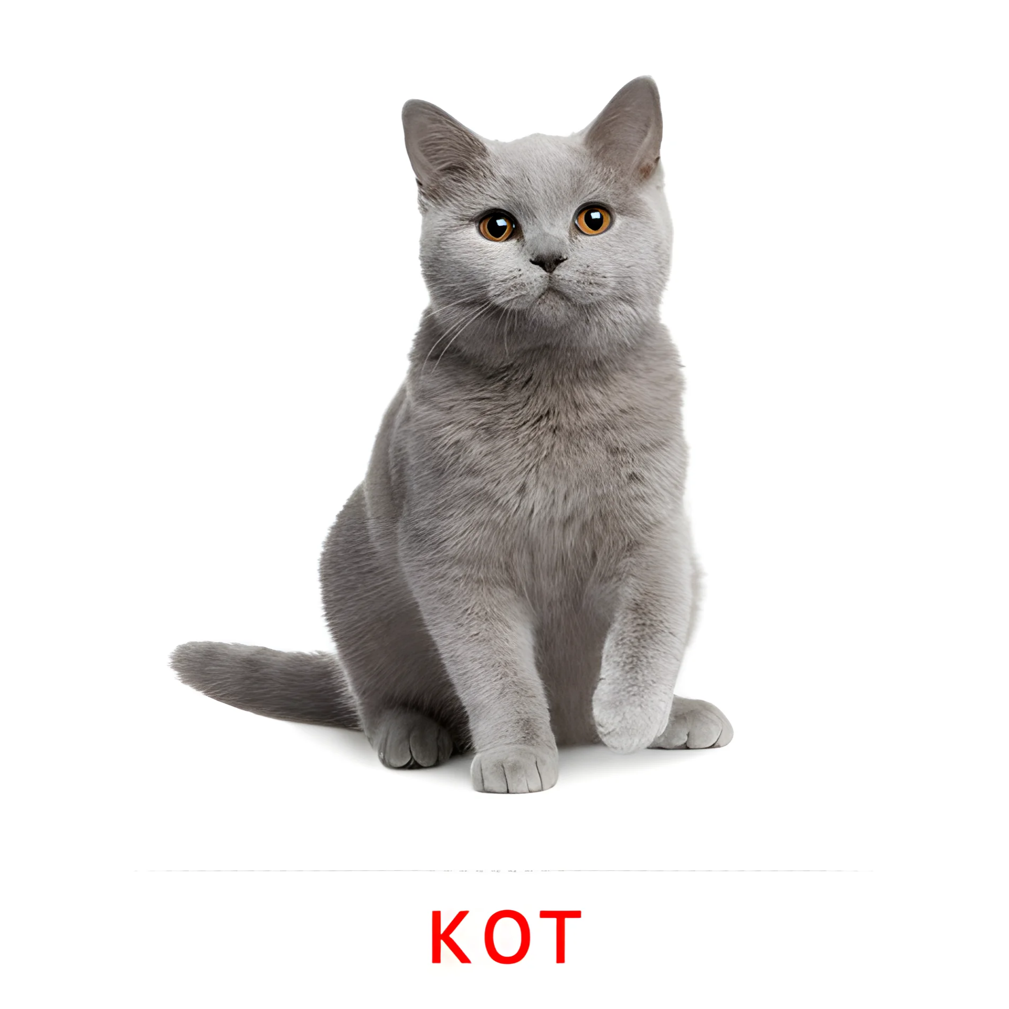 Кот №1870. Карточки Домана на русском языке. Животные.