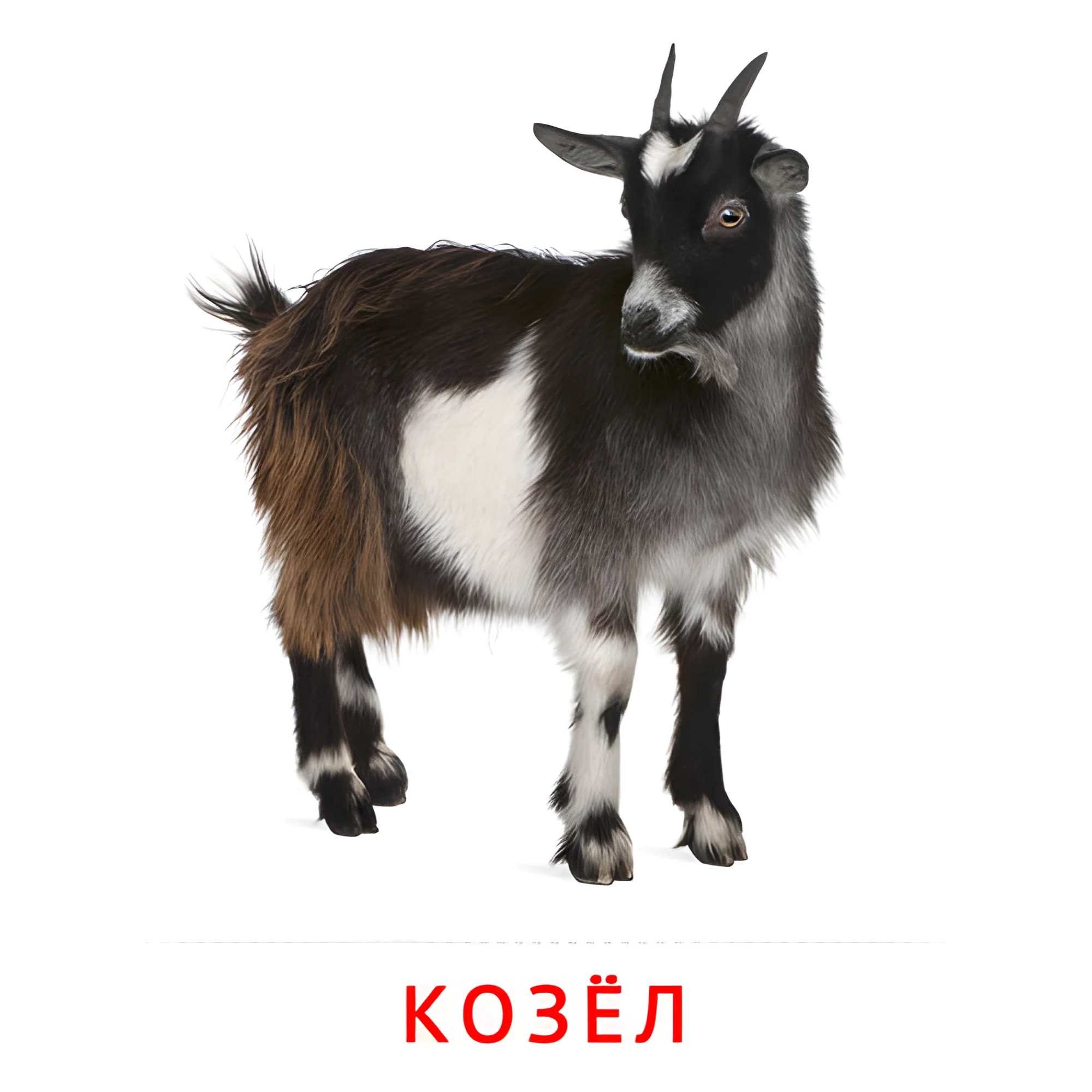 Козёл №1896. Карточки Домана на русском языке. Животные.